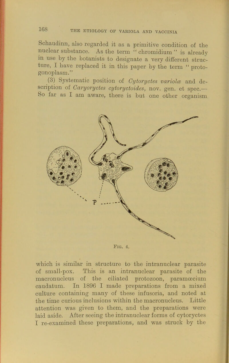 : Schaudinn, also regarded it as a primitive condition of the nuclear substance. As the term “ chromidium ” is already in use by the botanists to designate a very different struc- ture, I have replaced it in this paper by the term “ proto- gonoplasm.” (3) Systematic position of Gytoryctea variol(B and de- scription of Caryoryctes cytoryctoides, nov. gen. et spec.— So far as I am aware, there is but one other organism. which is similar in structure to the intranuclear parasite of small-pox. This is an intranuclear parasite of the macronucleus of the ciliated protozoon, paramoecium caudatum. In 1896 I made preparations from a mixed culture containing many of these infusoria, and noted at the time curious inclusions within the macronucleus. Little attention was given to them, and the preparations were laid aside. After seeing the intranuclear forms of cytoryctes I re-examined these preparations, and was struck by the