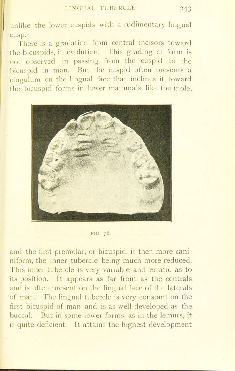 unlike the lower cuspids with a rudimentary lingual cusp. There is a gradation from central incisors toward the bicuspids, in evolution. This grading of form is not observed in passing from the cuspid to the bicuspid in man. But the cuspid often presents a cingulum on the lingual face that inclines it toward the bicuspid forms in lower mammals, like the mole, fig. 78. and the first premolar, or bicuspid, is then more cani- niform, the inner tubercle being much more reduced. This inner tubercle is very variable and erratic as to its position. It appears as far front as the centrals and is often present on the lingual face of the laterals of man. The lingual tubercle is very constant on the first bicuspid of man and is as well developed as the buccal. But in some lower forms, as in the lemurs, it is quite deficient. It attains the highest development