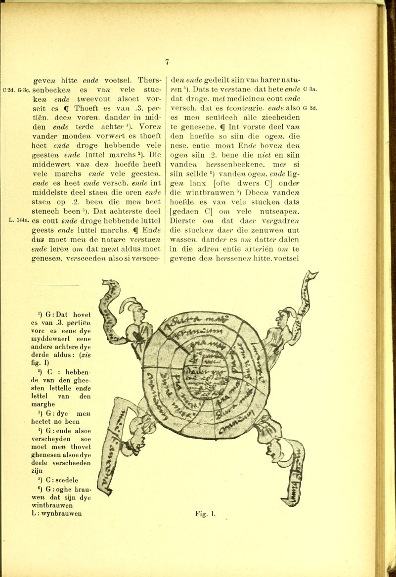 , — geven hitte ende voetsel. Thers- C2d. g 3c. senbecken es van vele stuc- k en ende tweevout alsoet vor- seit es <1 Thoeft es van .3. per- tiën. deen vore?i. dander in mid- den ende terde achter '). Voren vander moudeu vorwert es thoeft heet ende droge hebbende vele geeste?z ende luttel marchs 2). Die middewert va,n den hoefde heeft vele marchs ende vele geesten. ende es heet ende versch. ende int middelste deel staen die oren ende staen op .2. been die men heet stenech been 3). Dat achterste deel l. i44a. es cout ende droge hebbende luttel geests ende luttel marchs. <J Ende dns moet men de natnre verstaen ende leren om dat ment aldus moet genesen. versceeden also si verseee- den ende gedeilt siin van harer natn- ren*)• Dats te verstane dat hete ende c 3a. dat droge, met medicinen cout ende versch. dat es tcontmrie. ende also G 3d. es men sculdech alle ziecheiden te genesene. Int vorste deel van den hoefde so siin die ogen. die nese. entie mont Ende boven den ogen siin .2. bene die niet en siin vanden herssenbeckene. mer si siin scilde 5) vanden ogen. ende lig- gen lanx [ofte dwers C] onder die wintbrauwen(:) Dbeen vanden hoefde es van vele stucken dats [gedaen C] om vele nutscapen. Dierste om dat daer vergadren die stucken daer die zenuwen uut wassen, dander es om datter dalen in die adren entie arteriën om te gevene den herssenen hitte, voetsel b G : Dat hovet es van .3. pertiën vore es eene dye myddewaert eene andere achtere dye derde aldus: (zie fig- I) 2) C : hebben- de van den ghee- sten lettelle ende lettel van den marghe 3) G : dye men heetet no been 4) G : ende alsoe verscheyden soe moet men thovet ghenesen alsoe dye deele verscheeden zijn 5) C: scedele 6) G: oghe brau- wen dat sijn dye wintbrauwen L : wynbrauwen Fig. 1.