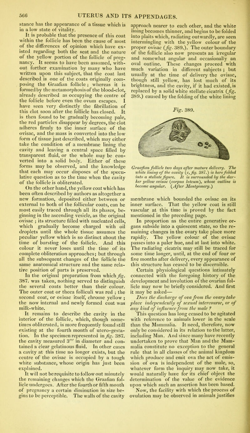 stance has the appearance of a tissue which is in a low state of vitality. It is probable that the presence of this coat within the follicle has been the cause of most of the differences of opinion which have ex- isted regarding both the seat and the nature of the yellow portion of the follicle of preg- nancy. It seems to have been assumed, with- out further examination by many who have written upon this subject, that the coat last described is one of the coats originally com- posing the Graafian follicle; whereas it is formed by the metamorphosis of the blood-clot, already described as occupying the centre of the follicle before even the ovum escapes. I have seen very distinctly the fibrillation of this clot soon after the follicle has closed. It is then found to be gradually becoming pale, the red particles disappear by degrees, the clot adheres firmly to the inner surface of the ovisac, and the mass is converted into the low form of tissue just described, which may either take the condition of a membrane lining the cavity and leaving a central space filled by transparent fluid, or the whole may be con- verted into a solid body. Either of these forms may be observed, and the knowledge that each may occur disposes of the specu- lative question as to the time when the cavity of the follicle is obliterated. On the other hand, the yellow coat which has been often described by authors as altogether a new formation, deposited either between or external to both of the follicular coats, can be most easily traced through all its phases, be- ginning in the ascending vesicle, as the original ovisac ; its structure filled with nucleated cells, which gradually become charged with oil droplets until the whole tissue assumes the peculiar yellow which is so distinct about the time of bursting of the follicle. And this colour it never loses until the time of its complete obliteration approaches; but through all the subsequent changes of the follicle the same anatomical structure and the same rela- tive position of parts is preserved. In the original preparation from which fig. 387. was taken, nothing served to distinguish the several coats better than their colour. The outer coat or theca folliculi was red ; the second coat, or ovisac itself, chrome yellow ; the now internal and newly formed coat was milk-white. It remains to describe the cavity in the interior of the follicle, which, though some- times obliterated, is more frequently found still existing at the fourth month of utero-gesta- tion. In the specimen represented in Jig. 387. the cavity measured 3' in diameter and con- tained a clear gelatinous fluid. In other cases a cavity at this time no longer exists, but the centre of the ovisac is occupied by a tough white substance, whose origin has just been explained. It will not be requisite to follow out minutely the remaining changes which the Graafian fol- licle undergoes. After the fourth or fifth month of pregnancy a certain diminution in size be- gins to be perceptible. The walls of the cavity approach nearer to each other, and the white lining becomes thinner, and begins to be folded into plaits which, radiating outwardly, are seen intermingling with the yellow colour of the proper ovisac (Jig. 389.). The outer boundary of the follicle also now presents an irregular and somewhat angular and occasionally an oval outline. These changes proceed with much variation in different subjects ; but usually at the time of delivery the ovisac, though still yellow, has lost much of its brightness, and the cavity, if it had existed, is replaced by a solid white stellate cicatrix (Jig, 389.) caused by the folding of the white lining Fig. 389. Graafian follicle two days after mature delivery. The white lining of the cavity (c,fig. 387.) is here folded into a stellate figure. It is surrounded by the dar- ker yellow ovisac (corpus luteum), whose outline is become angular. (After Montgomery.) membrane which bounded the ovisac on its inner surface. That the yellow coat is still vascular at this time is proved by the fact mentioned in the preceding page. In proportion as the entire generative or- gans subside into a quiescent state, so the re- maining changes in the ovary take place more rapidly. The yellow colour of the ovisac passes into a paler hue, and at last into white. The radiating cicatrix may still be traced for some time longer, until, at the end of four or five months after delivery, every appearance of this structure has ceased to be discernible. Certain physiological questions intimately connected with the foregoing history of the development and involution of the ovarian fol- licle may now be briefly considered. And first it may be asked— Docs the discharge of ova from the ovary take place independently of sexual intercourse, or of any kind of influence from the male ? This question has long ceased to be agitated with reference to animals lower in the scale than the Mammalia. It need, therefore, now only be considered in its relation to the latter, including Man. And since many have recently undertaken to prove that Man and the Mam- malia constitute no exception to the general rule that in all classes of the animal kingdom which produce and emit ova the act of emis- sion of ova is independent of the male, so, whatever form the inquiry may now take, it would naturally have for its chief object the determination of the value of the evidence upon which such an assertion has been based. Now, the facility with which the process of ovulation may be observed in animals justifies