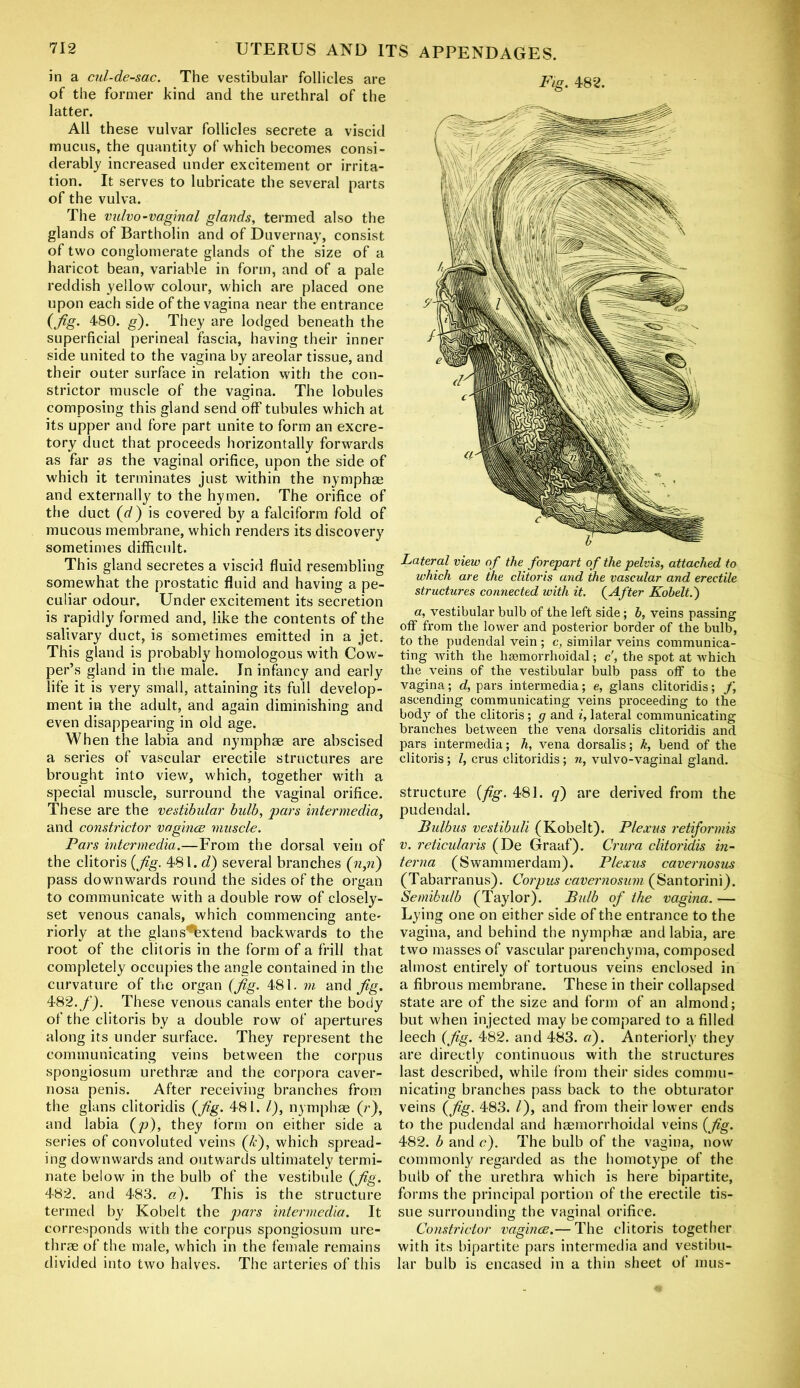in a cul-de-sac. The vestibular follicles are of the former kind and the urethral of the latter. All these vulvar follicles secrete a viscid mucus, the quantity of which becomes consi- derably increased under excitement or irrita- tion. It serves to lubricate the several parts of the vulva. The vulvo-vaginal glands, termed also the glands of Bartholin and of Duvernay, consist of two conglomerate glands of the size of a haricot bean, variable in form, and of a pale reddish yellow colour, which are placed one upon each side of the vagina near the entrance (fig. 480. g). They are lodged beneath the superficial perineal fascia, having their inner side united to the vagina by areolar tissue, and their outer surface in relation with the con- strictor muscle of the vagina. The lobules composing this gland send off tubules which at its upper and fore part unite to form an excre- tory duct that proceeds horizontally forwards as far as the vaginal orifice, upon the side of which it terminates just within the nymphae and externally to the hymen. The orifice of the duct (d) is covered by a falciform fold of mucous membrane, which renders its discovery sometimes difficult. This gland secretes a viscid fluid resembling somewhat the prostatic fluid and having a pe- culiar odour. Under excitement its secretion is rapidly formed and, like the contents of the salivary duct, is sometimes emitted in a jet. This gland is probably homologous with Cow- per’s gland in the male. In infancy and early life it is very small, attaining its full develop- ment in the adult, and again diminishing and even disappearing in old age. When the labia and nymphae are abscised a series of vascular erectile structures are brought into view, which, together with a special muscle, surround the vaginal orifice. These are the vestibular bulb, pars intermedia, and constrictor vaginae muscle. Pars intermedia.—From the dorsal vein of the clitoris {Jig. 481. d) several branches (n,n) pass downwards round the sides of the organ to communicate with a double row of closely- set venous canals, which commencing ante- riorly at the glans%xtend backwards to the root of the clitoris in the form of a frill that completely occupies the angle contained in the curvature of the organ (Jig. 481. m and Jig. 482.f). These venous canals enter the body of the clitoris by a double row of apertures along its under surface. They represent the communicating veins between the corpus spongiosum urethrae and the corpora caver- nosa penis. After receiving branches from the glans clitoridis (Jig. 481. 1), nymphae (r), and labia (p), they form on either side a series of convoluted veins (k), which spread- ing downwards and outwards ultimately termi- nate below in the bulb of the vestibule (Jig. 482. and 483. a). This is the structure termed by Kobelt the pars intermedia. It corresponds with the corpus spongiosum ure- thrae of the male, which in the female remains divided into two halves. The arteries of this structures connected with it. (After Kobelt.') a, vestibular bulb of the left side; b, veins passing off from the lower and posterior border of the bulb, to the pudendal vein ; c, similar veins communica- ting with the haemorrhoidal; c', the spot at which the veins of the vestibular bulb pass off to the vagina; d, pars intermedia; e, glans clitoridis; /, ascending communicating veins proceeding to the body of the clitoris ; g and i, lateral communicating branches between the vena dorsalis clitoridis and pars intermedia; h, vena dorsalis; k, bend of the clitoris; Z, crus clitoridis; n, vulvo-vaginal gland. structure {fig. 481. q) are derived from the pudendal. Bulbus vestibuli (Kobelt). Plexus retiformis v. reticularis (De Graaf). Crura clitoridis in- terna (Swammerdam). Plexus cavernosus (Tabarranus). Corpus cavernosum (Santorini). Semibulb (Taylor). Bulb of the vagina. — Lying one on either side of the entrance to the vagina, and behind the nymphae and labia, are two masses of vascular parenchyma, composed almost entirely of tortuous veins enclosed in a fibrous membrane. These in their collapsed state are of the size and form of an almond; but when injected may be compared to a filled leech (Jig. 482. and 483. a). Anteriorly they are directly continuous with the structures last described, while from their sides commu- nicating branches pass back to the obturator veins (Jig. 483. /), and from their lower ends to the pudendal and haemorrhoidal veins (Jig. 482. b and c). The bulb of the vagina, now commonly regarded as the homotype of the bulb of the urethra which is here bipartite, forms the principal portion of the erectile tis- sue surrounding the vaginal orifice. Constrictor vaginae.— The clitoris together with its bipartite pars intermedia and vestibu- lar bulb is encased in a thin sheet of mus-