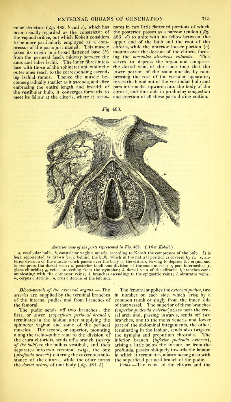 ctilar structure (fig. 483. b and e), which has been usually regarded as the constrictor of the vaginal orifice, but which Kobelt considers to be more particularly employed as a com- pressor of the parts just named. This muscle takes its origin in a broad flattened base (b) from the perineal fascia midway between the anus and tuber ischii. The inner fibres inter- lace with those of the sphincter ani, while the outer ones reach to the corresponding ascend- ing ischial ramus. Thence the muscle be- comes gradually smaller as it ascends, and after embracing the entire length and breadth of the vestibular bulb, it converges forwards to meet its fellow at the clitoris, where it termi- nates in two little flattened portions of which the posterior passes as a narrow tendon (fig. 483. d) to unite with its fellow between the upper end of the bulb and the root of the clitoris, while the anterior looser portion (c) mounts over the dorsum of the clitoris, form- ing the musculus attrahens clitoridis. This serves to depress the organ and compress the dorsal vein, at the same time that the lower portion of the same muscle, by com- pressing the rest of the vascular apparatus, forces the blood out of the vestibular bulb and pars intermedia upwards into the body of the clitoris, and thus aids in producing congestion and erection of all these parts during coition. Fig. 483. Anterior view of the pai'ts represented in Fig. 482. (After Kobelt.') a, vestibular bulb; b, constrictor vaginae muscle, according to Kobelt the compressor of the bulb. It is here represented as drawn back behind the bulb, which in the natural position is covered by it. c, an- terior division of the muscle which passes over the body of the clitoris, serving to depress the organ, and to compress the dorsal vein; d, posterior tendinous division of the same muscle; e, pars intermedia; f, glans clitoridis; g, veins proceeding from the nymphse; h, dorsal vein of the clitoris; i, branches com- municating with the obturator veins; A, branches ascending to the epigastric veins; l, obturator veins; m, corpus clitoridis; n, crus clitoridis of the left side. Blood-vessels of the external organs. — The arteries are supplied by the terminal branches of the internal pudics and from branches of the femoral. The pudic sends off two branches : the first, or lower (superficial perineal branch), terminates in the labium after supplying the sphincter vaginae and some of the perineal muscles. The second, or superior, mounting along the ischio-pubic rami to the division of the crura clitoridis, sends off a branch (artery of the bulb) to the bulbus vestibuli, and then separates into two terminal twigs, the one (profunda branch) entering the cavernous sub- stance of the clitoris, while the other forms the dorsal artery of that body (fig. 481. h). The femoral supplies the external pudics, two in number on each side, which arise by a common trunk or singly from the inner side of that vessel. The superior of these branches (superior pudenda externa) arises near the cru- ral arch and, passing inwards, sends off two branches, one to the mons veneris and lower part of the abdominal integuments, the other, terminating in the labium, sends also twigs to the nympha and preputium clitoridis. The inferior branch (inferior pudenda externa), arising a little below the former, or from the profunda, passes obliquely towards the labium in which it terminates, anastomosing also with the superficial perineal branch of the pudic. Veins.—The veins of the clitoris and the
