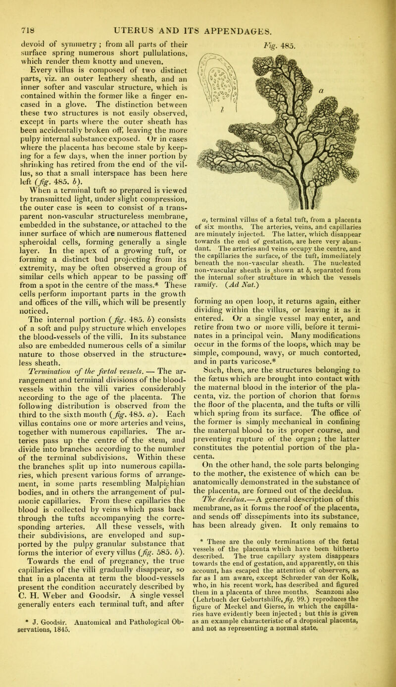 devoid of symmetry ; from all parts of their surface spring numerous short pullulations, which render them knotty and uneven. Every villus is composed of two distinct parts, viz. an outer leathery sheath, and an inner softer and vascular structure, which is contained within the former like a finger en- cased in a glove. The distinction between these two structures is not easily observed, except in parts where the outer sheath has been accidentally broken off, leaving the more pulpy internal substance exposed. Or in cases where the placenta has become stale by keep- ing for a few days, when the inner portion by shrinking has retired from the end of the vil- lus, so that a small interspace has been here left (fig. 485. b). When a terminal tuft so prepared is viewed by transmitted light, under slight compression, the outer case is seen to consist of a trans- parent non-vaseular structureless membrane, embedded in the substance, or attached to the inner surface of which are numerous flattened spheroidal cells, forming generally a single layer. In the apex of a growing tuft, or forming a distinct bud projecting from its extremity, may be often observed a group of similar cells which appear to be passing off from a spot in the centre of the mass.* These cells perform important parts in the growth and offices of the villi, which will be presently noticed. The internal portion (fig. 485. b) consists of a soft and pulpy structure which envelopes the blood-vessels of the villi. In its substance also are embedded numerous cells of a similar nature to those observed in the structure- less sheath. Termination of the foetal vessels. — The ar- rangement and terminal divisions of the blood- vessels within the villi varies considerably according to the age of the placenta. The following distribution is observed from the third to the sixth month (fig. 485. a). Each villus contains one or more arteries and veins, together with numerous capillaries. The ar- teries pass up the centre of the stem, and divide into branches according to the number of the terminal subdivisions. Within these the branches split up into numerous capilla- ries, which present various forms of arrange- ment, in some parts resembling Malpighian bodies, and in others the arrangement of pul- monic capillaries. From these capillaries the blood is collected by veins which pass back through the tufts accompanying the corre- sponding arteries. All these vessels, with their subdivisions, are enveloped and sup- ported by the pulpy granular substance that forms the interior of every villus (fig. 585. b). Towards the end of pregnancy, the true capillaries of the villi gradually disappear, so that in a placenta at term the blood-vessels present the condition accurately described by C. H. Weber and Goodsir. A single vessel generally enters each terminal tuft, and after * J. Goodsir. Anatomical and Pathological Ob- servations, 1845. Fig. 485. a, terminal villus of a foetal tuft, from a placenta of six months. The arteries, veins, and capillaries are minutely injected. The latter, which disappear towards the end of gestation, are here very abun- dant. The arteries and veins occupy the centre, and the capillaries the surface, of the tuft, immediately beneath the non-vascular sheath. The nucleated non-vascular sheath is shown at b, separated from the internal softer structure in which the vessels ramify. {Ad Nat.) forming an open loop, it returns again, either dividing within the villus, or leaving it as it entered. Or a single vessel may enter, and retire from two or more villi, before it termi- nates in a principal vein. Many modifications occur in the forms of the loops, which may be simple, compound, wavy, or much contorted, and in parts varicose.* Such, then, are the structures belonging to the foetus which are brought into contact with the maternal blood in the interior of the pla- centa, viz. the portion of chorion that forms the floor of the placenta, and the tufts or villi which spring from its surface. The office of the former is simply mechanical in confining the maternal blood to its proper course, and preventing rupture of the organ ; the latter constitutes the potential portion of the pla- centa. On the other hand, the sole parts belonging to the mother, the existence of which can be anatomically demonstrated in the substance of the placenta, are formed out of the decidua. The decidua.—A general description of this membrane, as it forms the roof of the placenta, and sends off dissepiments into its substance, has been already given. It only remains to * These are the only terminations of the foetal vessels of the placenta which have been hitherto described. The true capillary system disappears towards the end of gestation, and apparently, on this account, has escaped the attention of observers, as far as I am aware, except Schrceder van der Kolk, who, in his recent work, has described and figured them in a placenta of three months. Scanzoni also (Lehrbuch der Geburtshilfe,^. 99.) reproduces the figure of Meckel and Gierse, in which the capilla- ries have evidently been injected ; but this is given as an example characteristic of a dropsical placenta, and not as representing a normal state.