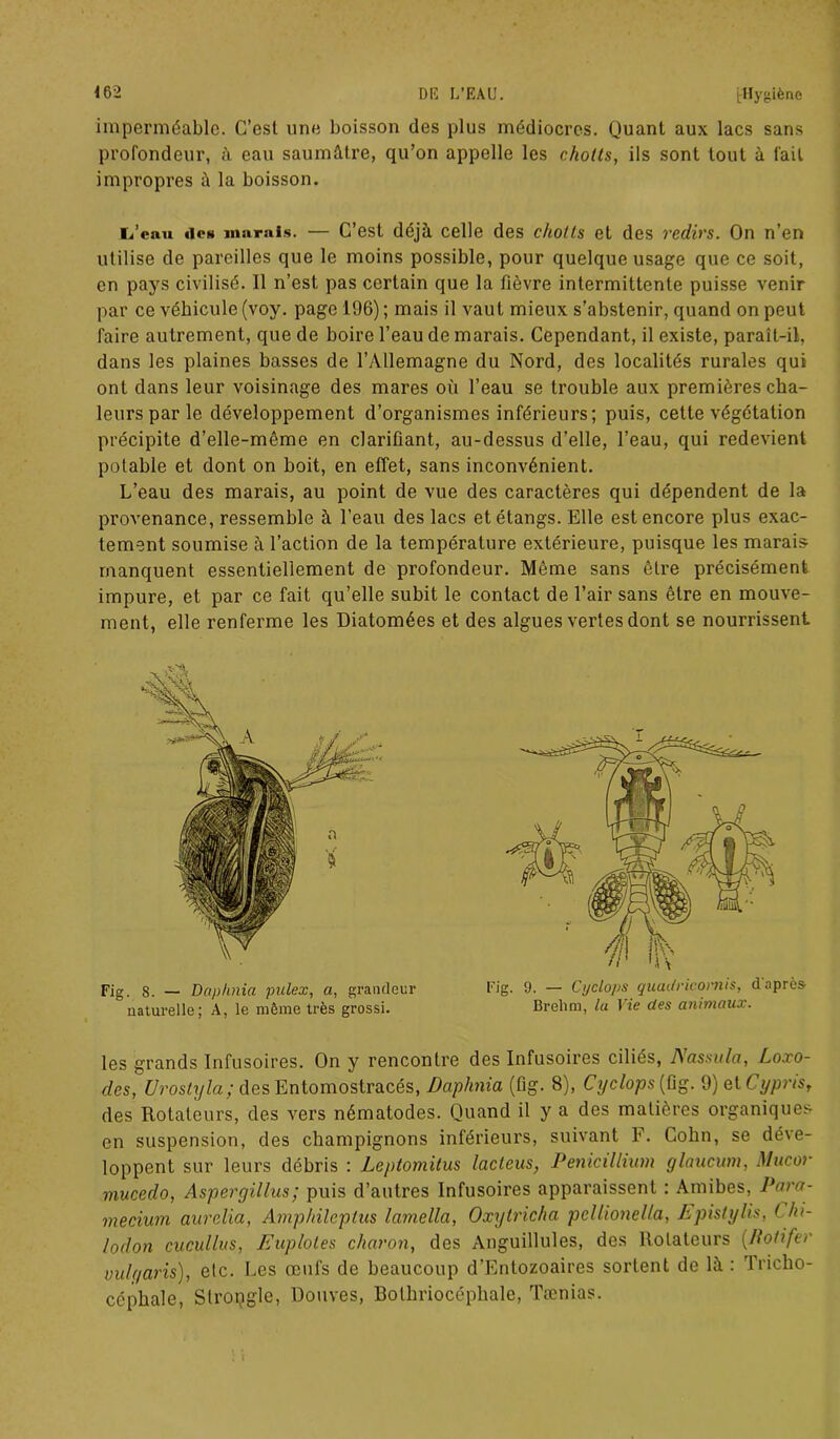 imperméable. C’est une boisson des plus médiocres. Quant aux lacs sans profondeur, à eau saumâtre, qu’on appelle les chotts, ils sont tout à fait impropres à la boisson. Ti’enu de» marais. — C’est déjà celle des chotls et des redirs. On n’en utilise de pareilles que le moins possible, pour quelque usage que ce soit, en pays civilisé. Il n’est pas certain que la fièvre intermittente puisse venir par ce véhicule (voy. page 196) ; mais il vaut mieux s’abstenir, quand on peut faire autrement, que de boire l’eau de marais. Cependant, il existe, paraît-il, dans les plaines basses de l’vUlemagne du Nord, des localités rurales qui ont dans leur voisinage des mares où l’eau se trouble aux premières cha- leurs par le développement d’organismes inférieurs; puis, celte végétation précipite d’elle-même en clarifiant, au-dessus d’elle, l’eau, qui redevient potable et dont on boit, en effet, sans inconvénient. L’eau des marais, au point de vue des caractères qui dépendent de la provenance, ressemble à l’eau des lacs et étangs. Elle est encore plus exac- tement soumise à l’action de la température extérieure, puisque les marais manquent essentiellement de profondeur. Même sans être précisément impure, et par ce fait qu’elle subit le contact de l’air sans être en mouve- ment, elle renferme les Diatomées et des algues vertes dont se nourrissent Fig. 8. — Daphnia pulex, a, grandeur naturelle; A, le même très grossi. Fig. 9. — Cyclops quculricornis, d'après Brehm, la Vie des animaux. les grands Infusoires. On y rencontre des Infusoires ciliés, 1\ assit Ig, Loxo- des, ürostyla; des Entomostracés, Dctphnia (fig. 8), Cyclops {fig. 9) et Cypris, des Rotateurs, des vers nématodes. Quand il y a des matières organiques- en suspension, des champignons inférieurs, suivant F. Colin, se déve- loppent sur leurs débris : Leptomitus lacteus, Pénicillium glaucwm, Mucor mucedo, Aspergillus; puis d’autres Infusoires apparaissent : Amibes, Para- mecium aurclia, Amphileplus lamella, Oxytricha pellionella, Epistylis, L ki- lodon cucullus, Euplotes charon, des Anguillules, des Rotateurs [Rotifer vulgaris), etc. Les œufs de beaucoup d’Entozoaires sortent de là: Tricho- céphale, Stroqgle, Douves, Bolhriocéphale, Tænias.