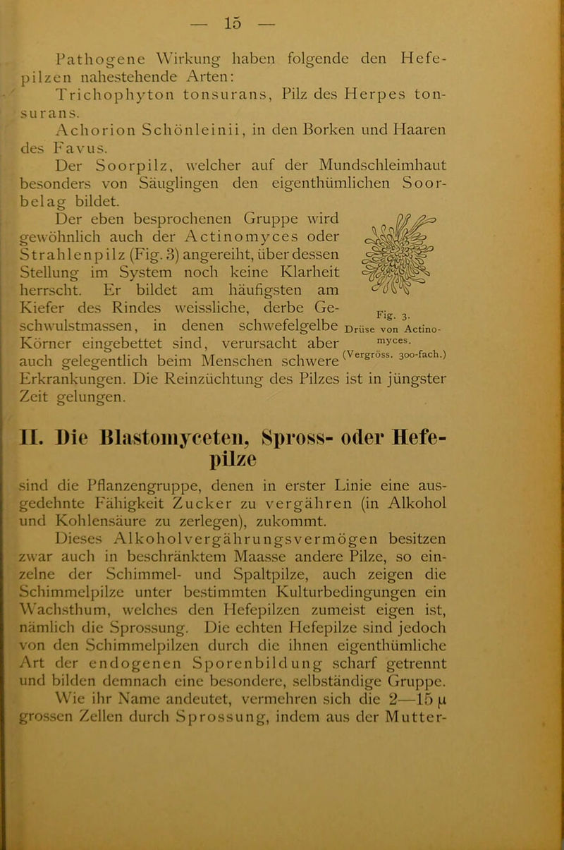 Pathogene Wirkung haben folgende den Hefe- pilzen nahestehende Arten: Trichophyton tonsurans, Pilz des Herpes ton- su rans. Achorion Schönleinii, in den Borken und Haaren des Favus. Der Soorpilz, welcher auf der Mundschleimhaut besonders von Säuglingen den eigenthiimlichen Soor- belag bildet. Der eben besprochenen Gruppe wird gewöhnlich auch der Actinomyces oder Strahlenpilz (Fig. 3) angereiht, über dessen Stellung im System noch keine Klarheit herrscht. Er bildet am häufigsten am Kiefer des Rindes weissliche, derbe Ge- schwulstmassen, in denen schwefelgelbe Drüse von Actino- Körner eingebettet sind, verursacht aber myces- auch gelegentlich beim Menschen schwere ^ergross' 3°°-fach.) Erkrankungen. Die Reinzüchtung des Pilzes ist in jüngster Zeit gelungen. II. Die Blastomyceten, Spross- oder Hefe- pilze sind die Pflanzengruppe, denen in erster Linie eine aus- gedehnte P'ähigkeit Zucker zu vergähren (in Alkohol und Kohlensäure zu zerlegen), zukommt. Dieses Alkoholvergährungsvermögen besitzen zwar auch in beschränktem Maasse andere Pilze, so ein- zelne der Schimmel- und Spaltpilze, auch zeigen die Schimmelpilze unter bestimmten Kulturbedingungen ein Wachsthum, welches den Hefepilzen zumeist eigen ist, nämlich die Sprossung. Die echten Hefepilze sind jedoch von den Schimmelpilzen durch die ihnen eigenthümliche Art der endogenen Sporenbildung scharf getrennt und bilden demnach eine besondere, selbständige Gruppe. Wie ihr Name andeutet, vermehren sich die 2—15 |i grossen Zellen durch Sprossung, indem aus der Mutter-