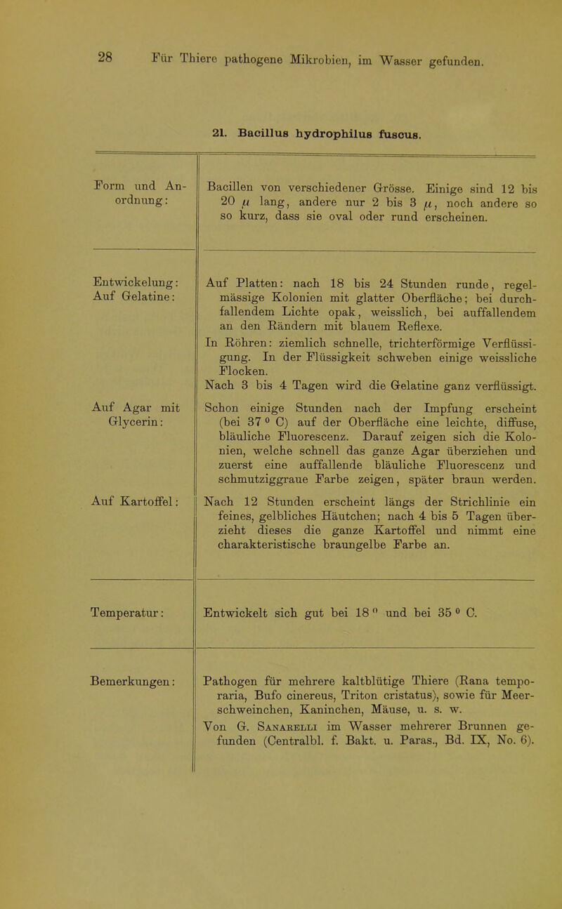 21. Bacillus hydrophilus fuscus. Form und An- ordnung : Bacillen von verschiedener Grösse. Einige sind 12 bis 20 u lang, andere nur 2 bis 3 /.i, noch andere so so kurz, dass sie oval oder rund erscheinen. Entwickelung: Auf Gelatine: Auf Platten: nach 18 bis 24 Stunden runde, regel- mässige Kolonien mit glatter Oberfläche; bei durch- fallendem Lichte opak, weisslich, bei auffallendem an den Rändern mit blauem Reflexe. In Röhren: ziemlich schnelle, trichterförmige Verflüssi- gung. In der Flüssigkeit schweben einige weissliche Flocken. Nach 3 bis 4 Tagen wird die Gelatine ganz verflüssigt. Auf Agar mit Glycerin: Schon einige Stunden nach der Impfung erscheint (bei 37 0 C) auf der Oberfläche eine leichte, diffuse, bläuliche Fluorescenz. Darauf zeigen sich die Kolo- nien, welche schnell das ganze Agar überziehen und zuerst eine auffallende bläuliche Fluorescenz und schmutziggraue Farbe zeigen, später braun werden. Auf Kartoffel: Nach 12 Stunden erscheint längs der Strichlinie ein feines, gelbliches Häutchen; nach 4 bis 5 Tagen über- zieht dieses die ganze Kartoffel und nimmt eine charakteristische braungelbe Farbe an. Temperatur: Entwickelt sich gut bei 18 0 und bei 35 0 C. Bemerkungen: Pathogen für mehrere kaltblütige Thiere (Rana tempo- raria, Bufo cinereus, Triton cristatus), sowie für Meer- schweinchen, Kaninchen, Mäuse, u. s. w. Von G. Sanaeelli im Wasser mehrerer Brunnen ge- funden (Centralbl. f. Bakt. u. Paras., Bd. IX, No. 6).