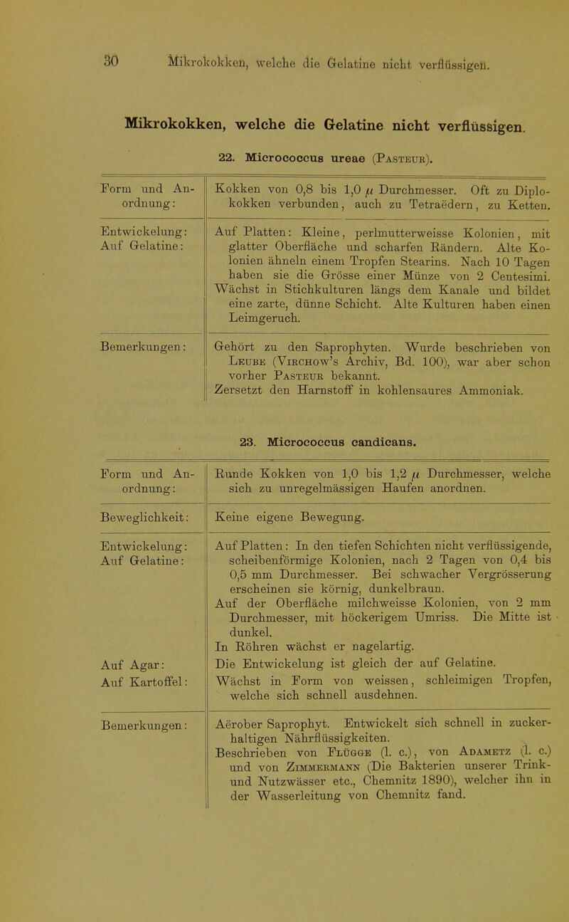 Mikrokokken, welche die Gelatine nicht verflüssigen. 22. Mierococcus ureae (Pasteur). Form und An- ordnung : Kokken von 0,8 bis 1,0 /ti Durchmesser. Oft zu Diplo- kokken verbunden, auch zu Tetraedern, zu Ketten. Entwickelung: Auf Gelatine: Auf Platten: Kleine, perlmutterweisse Kolonien, mit glatter Oberfläche und scharfen Rändern. Alte Ko- lonien ähneln einem Tropfen Stearins. Nach 10 Tagen haben sie die Grösse einer Münze von 2 Centesimi. Wächst in Stichkulturen längs dem Kanäle und bildet eine zarte, dünne Schicht. Alte Kulturen haben einen Leimgeruch. Bemerkungen: Gehört zu den Saprophyten. Wurde beschrieben von Lkube (Yirchow’s Archiv, Bd. 100), war aber schon vorher Pasteur bekannt. Zersetzt den Harnstoff in kohlensaures Ammoniak. 23. Micrococcus candicans. Form und An- ordnung : Runde Kokken von 1,0 bis 1,2 f.i Durchmesser, welche sich zu unregelmässigen Haufen anordnen. Beweglichkeit: Keine eigene Bewegung. Entwickelung: Auf Gelatine: Auf Platten: In den tiefen Schichten nicht verflüssigende, scheibenförmige Kolonien, nach 2 Tagen von 0,4 bis 0,5 mm Durchmesser. Bei schwacher Yergrösserung erscheinen sie körnig, dunkelbraun. Auf der Oberfläche milchweisse Kolonien, von 2 mm Durchmesser, mit höckerigem Umriss. Die Mitte ist dunkel. In Röhren wächst er nagelartig. Auf Agar: Auf Kartoffel: Die Entwickelung ist gleich der auf Gelatine. Wächst in Form von weissen, schleimigen Tropfen, welche sich schnell ausdehnen. Bemerkungen: Aerober Saprophyt. Entwickelt sich schnell in zuckei'- haltigen Nährflüssigkeiten. Beschrieben von Flügge (1. c.), von Adametz (1. c.) und von Zimmermann (Die Bakterien unserer Trink- und Nutzwässer etc., Chemnitz 1890), welcher ihn in der Wasserleitung von Chemnitz fand.