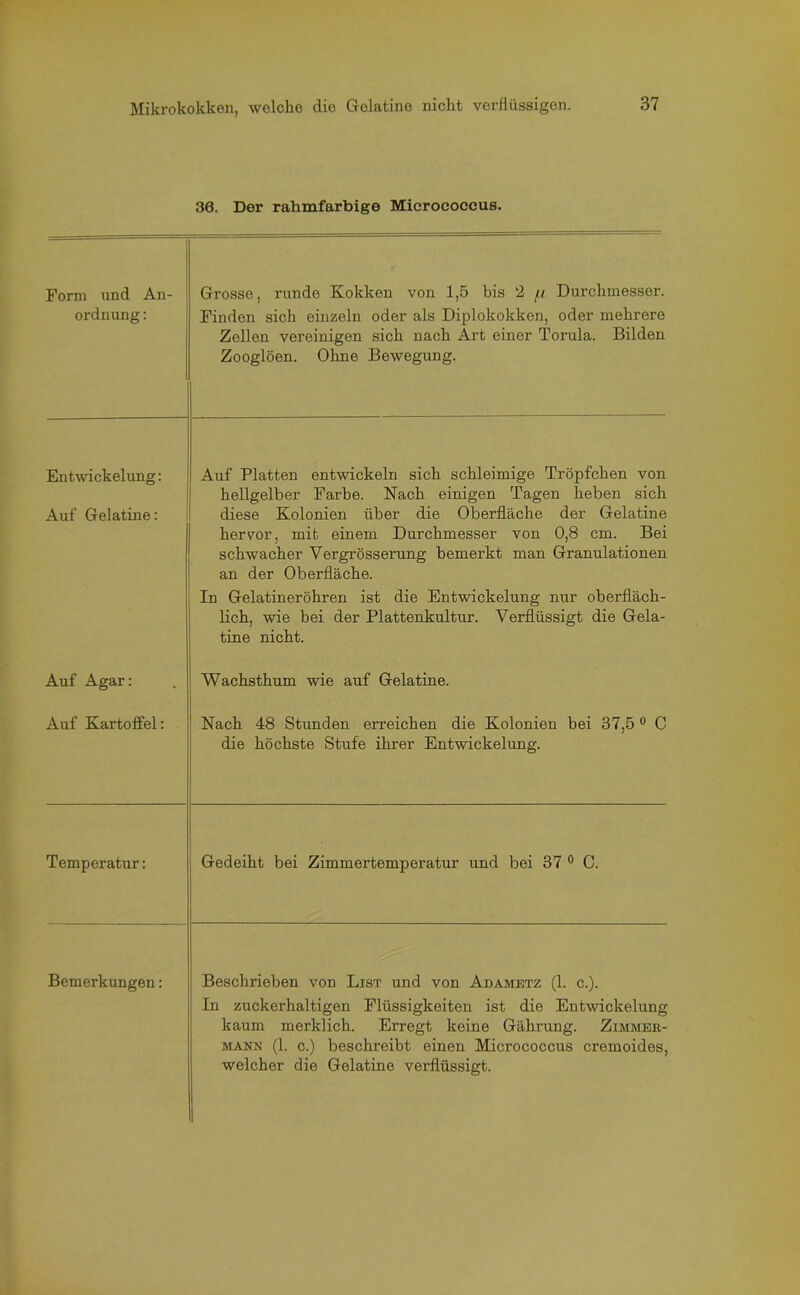 36. Der rahmfarbige Microeoceus. Form und An- ordnung : Grosse, runde Kokken von 1,5 bis 2 /.t Durchmesser. Finden sich einzeln oder als Diplokokken, oder mehrere Zellen vereinigen sich nach Art einer Torula. Bilden Zooglöen. Ohne Bewegung. Entwickelung: Auf Platten entwickeln sich schleimige Tröpfchen von hellgelber Farbe. Nach einigen Tagen heben sich Auf Gelatine: diese Kolonien über die Oberfläche der Gelatine hervor, mit einem Durchmesser von 0,8 cm. Bei schwacher Vergrösserung bemerkt man Granulationen an der Oberfläche. In Gelatineröhren ist die Entwickelung nur oberfläch- lich, wie bei der Plattenkultur. Verflüssigt die Gela- tine nicht. Auf Agar: Wachsthum wie auf Gelatine. Auf Kartoffel: Nach 48 Stunden erreichen die Kolonien bei 37,5 0 C die höchste Stufe ihrer Entwickelung. Temperatur: Gedeiht bei Zimmertemperatur und bei 37 0 C. Bemerkungen: Beschrieben von List und von Adametz (1. c.). In zuckerhaltigen Flüssigkeiten ist die Entwickelung kaum merklich. Erregt keine Gährung. Zimmek- mann (1. c.) beschreibt einen Micrococcus cremoides, welcher die Gelatine verflüssigt.