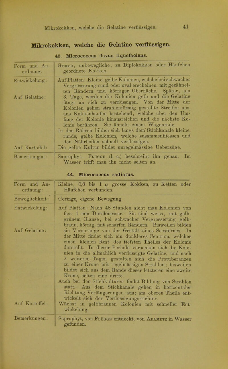 Mikrokokken, welche die Gelatine verflüssigen. 43. Micrococeus flavus liquefaciens. Form und An- ordnung : Grosse, unbewegliche, zu Diplokokken oder Häufchen geordnete Kokken. Entwickelung: Auf Platten: Kleine, gelbe Kolonien, welche bei schwacher Vergrösserung rund oder oval erscheinen, mit gezähnel- ten Rändern und körniger Oberfläche. Später, am Auf Gelatine: 3. Tage, werden die Kolonien gelb und die Gelatine fängt an sich zu verflüssigen. Von der Mitte der Kolonien gehen strahlenförmig gestellte Streifen aus, aus Kokkenhaufen bestehend, welche über den Um- Auf Kartoffel: fang der Kolonie hinausreichen und die nächste Ko- lonie berühren. Sie ähneln einem Wagenrade. In den Röhren bilden sich längs dem' Stichkanale kleine, runde, gelbe Kolonien, welche zusammenfliessen und den Nährboden schnell verflüssigen. Die gelbe Kultur bildet unregelmässige Ueberzüge. Bemerkungen: Saprophyt. Flügge (1. c.) beschreibt ihn genau. Im Wasser trifft man ihn nicht selten an. 44. Micrococeus radiatus. Form und An- ordnung : Kleine, 0,8 bis 1 /,i grosse Kokken, zu Ketten oder Häufchen verbunden. Beweglichkeit: Geringe, eigene Bewegung. Entwickelung: Auf Platten: Nach 48 Stunden sieht man Kolonien von fast 1 mm Durchmesser. Sie sind weiss, mit gelb- grünem Glanze, bei schwacher Vergrösserung gelb- braun, körnig, mit scharfen Rändern. Bisweilen bilden Auf Gelatine: sie Vorsprünge von der Gestalt eines Seesternes. In der Mitte findet sich ein dunkleres Centrum, welches einen kleinen Rest des tiefsten Theiles der Kolonie darstellt. In dieser Periode versenken sich die Kolo- nien in die allmählich verflüssigte Gelatine, und nach 2 weiteren Tagen gestalten sich die Protuberanzen zu einer Krone mit regelmässigen Strahlen; bisweilen bildet sich aus dem Rande dieser letzteren eine zweite Krone, selten eine dritte. Auf Kartoffel: Auch bei den Stichkulturen findet Bildung von Strahlen statt. Aus dem Stichkanale gehen in horizontaler Richtung Verlängerungen aus; am oberen Theile ent- wickelt sich der Verflüssigungstrichter. Wächst in gelbbraunen Kolonien mit schneller Ent- wickelung. Bemerkungen: Saprophyt, von Flügge entdeckt, von Adametz in Wasser gefunden.