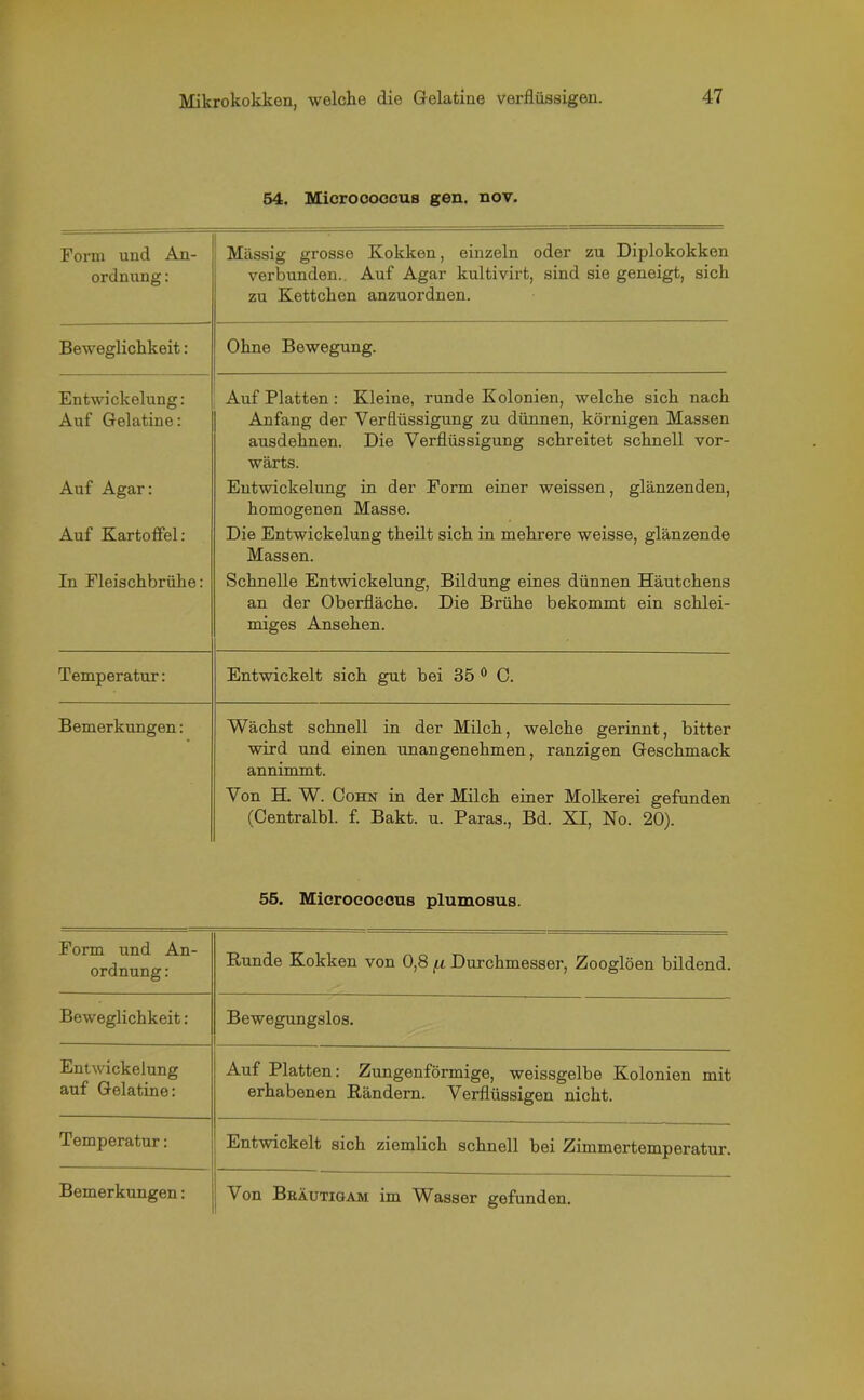 54. Micro coccus gen. nov. Form und An- ordnung : Massig grosse Kokken, einzeln oder zu Diplokokken verbunden. Auf Agar kultivirt, sind sie geneigt, sich zu Kettchen anzuordnen. Beweglichkeit: Ohne Bewegung. Entwickelung: Auf Gelatine: Auf Platten: Kleine, runde Kolonien, welche sich nach Anfang der Verflüssigung zu dünnen, körnigen Massen ausdehnen. Die Verflüssigung schreitet schnell vor- wärts. Auf Agar: Entwickelung in der Form einer weissen, glänzenden, homogenen Masse. Auf Kartoffel: Die Entwickelung theilt sich in mehrere weisse, glänzende Massen. In Fleischbrühe: Schnelle Entwickelung, Bildung eines dünnen Häutchens an der Oberfläche. Die Brühe bekommt ein schlei- miges Ansehen. Temperatur: Entwickelt sich gut bei 35 0 C. Bemerkungen: Wächst schnell in der Milch, welche gerinnt, bitter wird und einen unangenehmen, ranzigen Geschmack annimmt. Von H. W. Cohn in der Milch einer Molkerei gefunden (Centralbl. f. Bakt. u. Paras., Bd. XI, No. 20). 55. Micrococcus plumosus. Form und An- ordnung : Runde Kokken von 0,8 /.i Durchmesser, Zooglöen bildend. Beweglichkeit: Bewegungslos. Entwickelung auf Gelatine: Auf Platten: Zungenförmige, weissgelbe Kolonien mit erhabenen Rändern. Verflüssigen nicht. Temperatur: Entwickelt sich ziemlich schnell bei Zimmertemperatur.