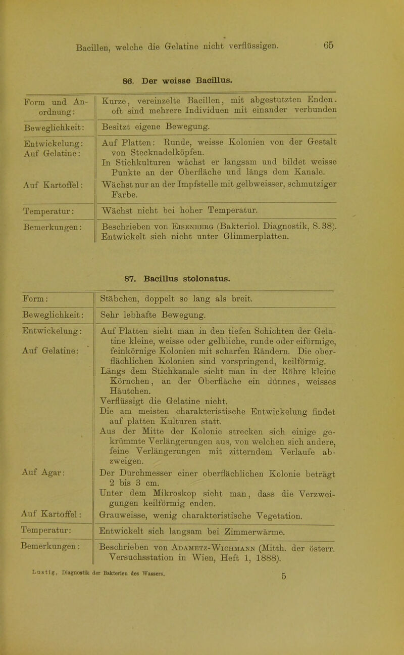 86. Der weisse Bacillus. Form und An- ordnung : Kurze, vereinzelte Bacillen, mit abgestutzten Enden. oft sind mehrere Individuen mit einander verbunden Beweglichkeit: Besitzt eigene Bewegung. Entwickelung: Auf Gelatine: Auf Platten: Runde, weisse Kolonien von der Gestalt von Stecknadelköpfen. In Stichkulturen wächst er langsam und bildet weisse Punkte an der Oberfläche und längs dem Kanäle. Auf Kartoffel: Wächst nur an der Impfstelle mit gelbweisser, schmutziger Farbe. Temperatur: Wächst nicht bei hoher Temperatur. Bemerkungen: Beschrieben von Eisenhekg (Bakteriol. Diagnostik, S. 38). Entwickelt sich nicht unter Glimmerplatten. 87. Bacillus stolonatus. Form: Stäbchen, doppelt so lang als breit. Beweglichkeit: Sehr lebhafte Bewegung. Entwickelung: Auf Platten sieht man in den tiefen Schichten der Gela- Auf Gelatine: tine kleine, weisse oder gelbliche, runde oder eiförmige, feinkörnige Kolonien mit scharfen Rändern. Die ober- flächlichen Kolonien sind vorspringend, keilförmig. Längs dem Stichkanale sieht man in der Röhre kleine Körnchen, an der Oberfläche ein dünnes, weisses Häutchen. Verflüssigt die Gelatine nicht. Die am meisten charakteristische Entwickelung findet auf platten Kulturen statt. Aus der Mitte der Kolonie strecken sich einige ge- krümmte Verlängerungen aus, von welchen sich andere, feine Verlängerungen mit zitterndem Verlaufe ab- zweigen. Auf Agar: Der Durchmesser einer oberflächlichen Kolonie beträgt 2 bis 3 cm. Unter dem Mikroskop sieht man, dass die Verzwei- gungen keilförmig enden. Auf Kartoffel: Grauweisse, wenig charakteristische Vegetation. Temperatur: Entwickelt sich langsam bei Zimmerwärme. Bemerkungen: Beschrieben von Ad ametz-Wich mann (Mitth. der österr. Versuchsstation in Wien, Heft 1, 1888). Lustig, Diagnostik der Bakterien des Wassers.