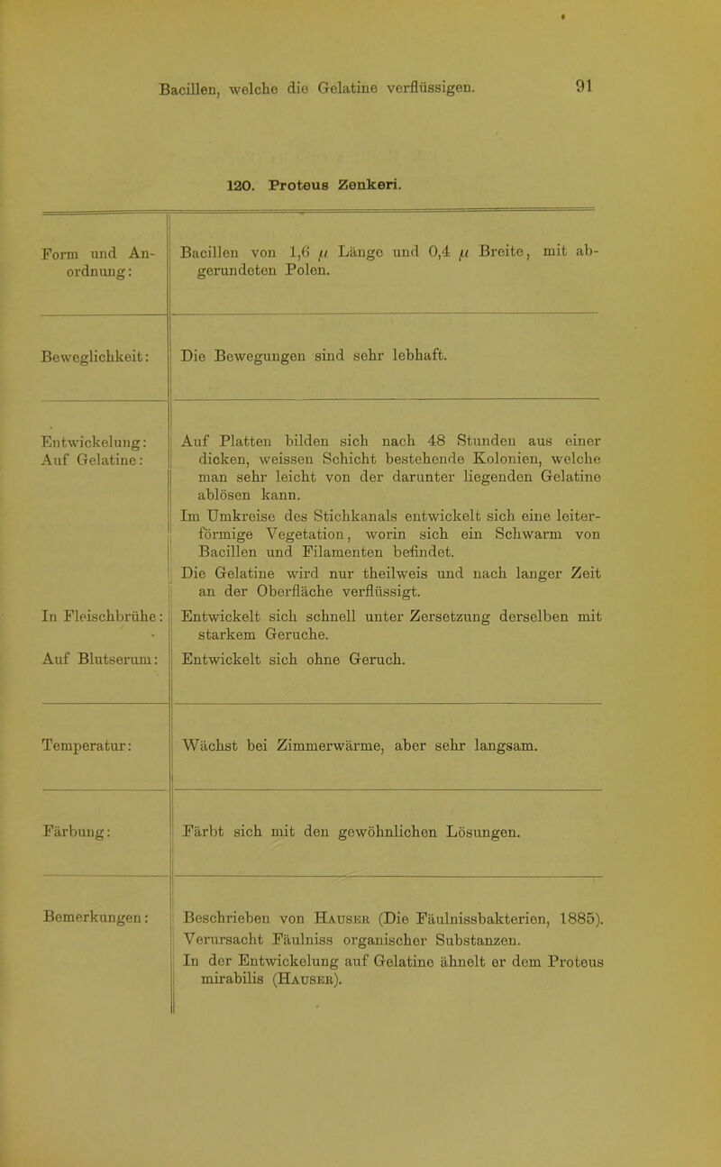 120. Proteus Zenkeri. Form und An- ordnung : Bacillen von 1,6 /.i Länge und 0,4 f.i Breite, mit ab- gerundeten Polen. Beweglichkeit: Die Bewegungen sind sehr lebhaft. Entwickelung: Auf Gelatine: Auf Platten bilden sich nach 48 Stunden aus einer dicken, weissen Schicht bestehende Kolonien, welche man sehr leicht von der darunter liegenden Gelatine ablösen kann. Im Umkreise des Stichkanals entwickelt sich eine leiter- förmige Vegetation, worin sich ein Schwarm von Bacillen und Filamenten befindet. Die Gelatine wird nur theilweis und nach langer Zeit an der Oberfläche verflüssigt. In Fleischbrühe: Entwickelt sich schnell unter Zersetzung derselben mit starkem Gerüche. Auf Blutserum: Entwickelt sich ohne Geruch. Temperatur: Wächst bei Zimmerwärme, aber sehr langsam. Färbung: Färbt sich mit den gewöhnlichen Lösungen. Bemerkungen: Beschrieben von Hauser (Die Fäulnissbakterien, 1885). Verursacht Fäulniss organischer Substanzen. In der Entwickelung auf Gelatine ähnelt er dem Proteus mirabilis (Hauser).