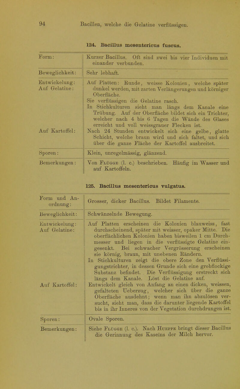 124. Bacillus mesentericus fuscus. Form: Kurzer Bacillus. Oft sind zwei bis vier Individuen mit einander verbunden. Beweglichkeit: Sehr lebhaft. Entwickelung: Auf Gelatine: Aut Blatten: Kunde, weisse Kolonien, welche später dunkel werden, mit zarten Verlängerungen und körniger Oberfläche. Auf Kartoffel: Sie verflüssigen die Gelatine rasch. In Stichkulturen sieht man längs dem Kanäle eine Trübung. Auf der Oberfläche bildet sich ein Trichter, welcher nach 4 bis 6 Tagen die Wände des Glases erreicht und voll weissgrauer Flecken ist. Nach 24 Stunden entwickelt sich eine gelbe, glatte Schicht, welche braun wird und sich faltet, und sich über die ganze Fläche der Kartoffel ausbreitet. Sporen: Klein, unregelmässig, glänzend. Bemerkungen: Von Flügge (1. c.) beschrieben. Häufig im Wasser und auf Kartoffeln. 125. Bacillus mesentericus vulgatus. Form und An- ordnung : Grosser, dicker Bacillus. Bildet Filamente. Beweglichkeit: Schwänzelnde Bewegung. Entwickelung: Auf Gelatine: Auf Platten erscheinen die Kolonien blauweiss, fast durchscheinend, später mit weisser, opaker Mitte. Die oberflächlichen Kolonien haben bisweilen 1 cm Durch- Auf Kartoffel: messer und liegen in die verflüssigte Gelatine eiu- gesenkt. Bei schwacher Vergrösserung erscheinen sie körnig, braun, mit unebenen Rändern. In Stichkulturen zeigt die obere Zone den Verflüssi- gungstrichter, in dessen Grunde sich eine grobflockige Substanz befindet. Die Verflüssigung erstreckt sich längs dem Kanäle. Löst die Gelatine auf. Entwickelt gleich von Anfang an einen dicken, weissen, gefalteten Ueberzug, welcher sich über die ganze Oberfläche ausdehnt; wenn man ihn abzulösen ver- sucht, sieht man, dass die darunter liegende Kartoffel bis in ihr Inneres von der Vegetation durchdrungen ist. Sporen: Ovale Sporen. Bemerkungen: Siehe Flügge (1. c.). Nach Hueppe bringt dieser Bacillus die Gerinnung des Kaseins der Milch hervor.