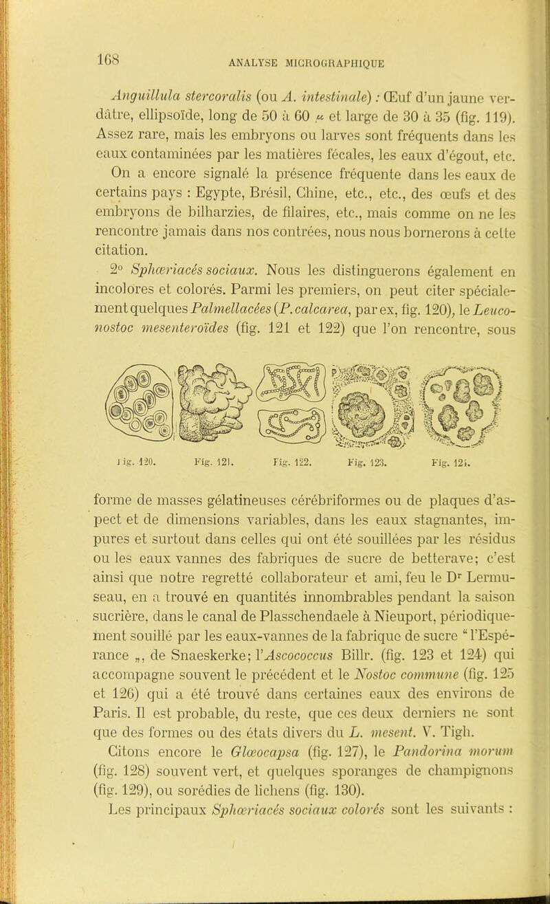 Anguillula stercoralis (ou A. intestinale) : Œuf d’un jaune ver- dâtre, ellipsoïde, long de 50 à 60 et large de 30 à 35 (fïg. 119). Assez rare, mais les embryons ou larves sont fréquents dans les eaux contaminées par les matières fécales, les eaux d’égout, etc. On a encore signalé la présence fréquente dans les eaux de certains pays : Egypte, Brésil, Chine, etc., etc., des œufs et des embryons de bilharzies, de fîlaires, etc., mais comme on ne les rencontre jamais dans nos contrées, nous nous bornerons à celte citation. 2° Sphœriacés sociaux. Nous les distinguerons également en incolores et colorés. Parmi les premiers, on peut citer spéciale- ment quelques Palmellacées (P. calcarea, par ex, fig. 120), le Leuco- nostoc mesenteroïdes (fig. 121 et 122) que l’on rencontre, sous J ig. 120. Fig. 121. Fig. 121. forme de masses gélatineuses cérébriformes ou de plaques d’as- pect et de dimensions variables, dans les eaux stagnantes, im- pures et surtout dans celles qui ont été souillées par les résidus ou les eaux vannes des fabriques de sucre de betterave; c’est ainsi que notre regretté collaborateur et ami, feu le Dr Lermu- seau, en a trouvé en quantités innombrables pendant la saison sucrière, clans le canal de Plasschendaele à Nieuport, périodique- ment souillé par les eaux-vannes de la fabrique de sucre “ l’Espé- rance „, de Snaeskerke; VAscococcus Billr. (fig. 123 et 124) qui accompagne souvent le précédent et le Nostoc commune (fig. 125 et 126) qui a été trouvé dans certaines eaux des environs de Paris. Il est probable, du reste, que ces deux derniers ne sont que des formes ou des états divers du L. mesent. V. Tigh. Citons encore le Glœocapsa (fig. 127), le Pandorina morum (fig. 128) souvent vert, et quelques sporanges de champignons (fig. 129), ou sorédies de lichens (fig. 130). Les principaux Sphœriacés sociaux colorés sont les suivants :