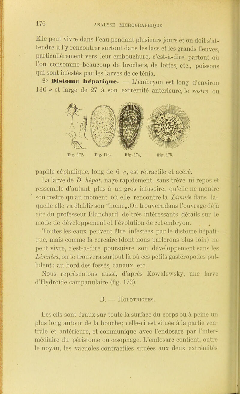 17G Elle peut vivre dans l’eau pendant plusieurs jours et on doit s’at- tendre à l’y rencontrer surtout dans les lacs et les grands fleuves, particulièrement vers leur embouchure, c’est-à-dire partout où l’on consomme beaucoup de [brochets, de loties, etc., poissons qui sont infestés par les larves de ce ténia. 2° Distomc hépatique. — L’embryon est long d’environ 130 p et large de 27 à son extrémité antérieure, le rostre ou Fig. 172. Fig. 173. Fig. 174, Fig. 175. papille céphalique, long de G p, est rétractile et acéré. La larve de D. hépat. nage rapidement, sans trêve ni repos et ressemble ch autant plus à un gros infusoire, qu’elle ne montre son rostre qu’au moment où elle rencontre la Limnée dans la- quelle elle va établir son “home,,.On trouvera dans l’ouvrage déjà cité du professeur Blanchard de très intéressants détails sur le mode de développement et l’évolution de cet embryon. Toutes les eaux peuvent être infestées par le distome hépati- que, mais comme la cercaire (dont nous parlerons plus loin) ne peut vivre, c’est-à-dire poursuivre son développement sans les Liinnées, on le trouvera surtout là où ces petits gastéropodes pul- lulent : au bord des fossés, canaux, etc. Nous représentons aussi, d’après Kowalewsky, une larve d’Hyclroïcle campanulaire (fig. 173). B. — Holotriciies. Les cils sont égaux sur toute la surface du corps ou à peine un plus long autour de la bouche; celle-ci est située à la partie ven- trale et antérieure, et communique avec l’endosarc par l'inter- médiaire du péristome ou oesophage. L’endosarc contient, outre le noyau, les vacuoles contractiles situées aux deux extrémités