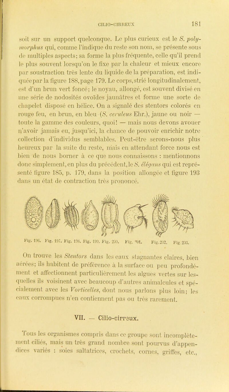 soit sur un support quelconque. Le plus curieux est le S. poly- morphus qui, comme l’indique du reste son nom, se présente sous de multiples aspects; sa forme la plus fréquente, celle qu’il prend le plus souvent lorsqu’on le fixe par la chaleur et mieux encore par soustraction très lente du liquide de la préparation, est indi- quée par la figure 188,page 179. Le corps,strié longitudinalement, est d’un brun vert foncé; le noyau, allongé, est souvent divisé en une série de nodosités ovoïdes jaunâtres et forme une sorte de chapelet disposé en hélice. On a signalé des stentors colorés en rouge feu, en brun, en bleu (S. cernions Ehr.), jaune ou noir — toute la gamme des couleurs, quoi! — mais nous devons avouer n’avoir jamais eu, jusqu’ici, la chance de pouvoir enrichir notre collection d’individus semblables. Peut-être serons-nous plus heureux par la suite du reste, niais en attendant force nous est bien de nous borner à ce que nous connaissons : mentionnons donc simplement, en plus du précédent, le S. élêgans qui est repré- senté figure 185, p. 179, dans la position allongée et figure 193 dans un état de contraction très prononcé. Fig. 11)6. Fig. 197. Fig. 198. Fig. 199. Fig. 200. Fig. 901. Fig.202. Fig, 203. On trouve les Stentors dans les eaux stagnantes claires, bien aérées; ils habitent de préférence à la surface ou peu profondé- ment et affectionnent particulièrement les algues vertes sur les- quelles ils voisinent avec beaucoup d’autres animalcules et spé- cialement avec les Vorticelles, dont nous parlons plus loin; les enux corrompues n’en contiennent pas ou très rarement. VIL — Cilio-cirraux. Tous les organismes compris dans ce groupe sont incomplète- ment ciliés, mais un très grand nombre sont pourvus d’appen- dices variés : soies saltatrices, crochets, cornes, griffes, etc.,