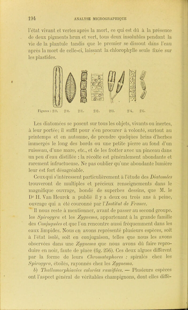 l’état vivant et vertes après la mort, ce qui est dû à la présence de deux pigments brun et vert, tous deux insolubles pendant la vie de la plantule tandis que le premier se dissout dans l’eau après la mort de celle-ci, laissant la chlorophylle seule fixée sur les plastides. Figures: 239. 2)0. 201. 202 . 293 . 214 . 205. Les diatomées se posent sur tous les objets, vivants ou inertes, à leur portée; il suffit pour s’en procurer à volonté, surtout au printemps et en automne, de prendre quelques brins d’herbes immergés le long des bords ou une petite pierre au fond d’un ruisseau, d’une mare, etc., et de les frotter avec un pinceau dans un peu d’eau distillée : la récolte est généralement abondante et rarement infructueuse. Ne pas oublier qu'une abondante lumière leur est fort désagréable. Ceux qui s’intéressent particulièrement à l’étude des Diatomées trouveront de multiples et précieux renseignements dans le magnifique ouvrage, bondé de superbes dessins, que M. le Dr LI. Van Heurck a publié il y a deux ou trois ans à peine, ouvrage qui a été couronné par Y Institut de France. Il nous reste à mentionner, avant de passer au second groupe, les Spirogyra et les Zygnema, appartenant à la grande famille des Conjuguées et que l'on rencontre aussi fréquemment dans les eaux limpides. Nous en avons représenté plusieurs espèces, soit à l’état isolé, soit en conjugaison, telles que nous les avons observées dans une Zygnema que nous avons dû faire repro- duire en noir, faute de place (fig. 25G). Ces deux algues diffèrent par la forme de leurs ChromatapJiores : spiralés chez les Spirogyra, étoilés, rayonnés chez les Zygnema. b) Thallomorphiacées colorées ramifiées. — Plusieurs espèces ont l’aspect général de véritables champignons, dont elles diffè-