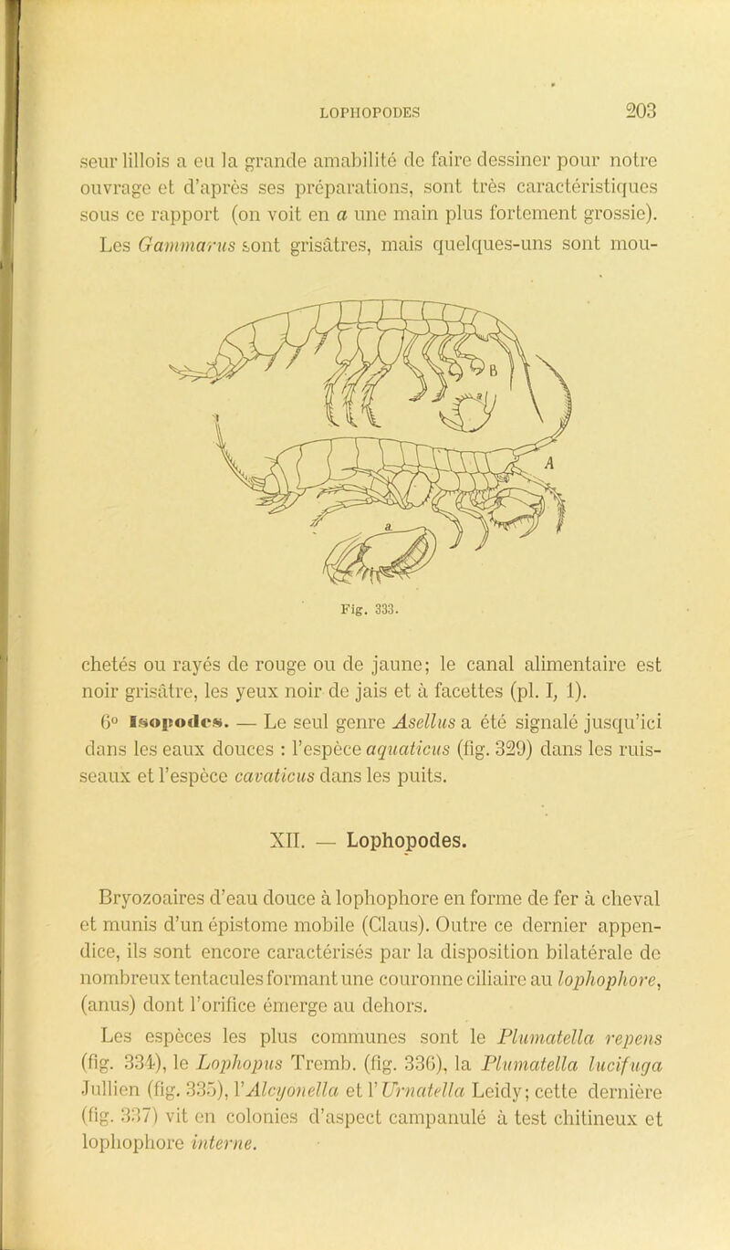 seur lillois a eu la grande amabilité de faire dessiner pour notre ouvrage et d’après ses préparations, sont très caractéristiques sous ce rapport (on voit en a une main plus fortement grossie). Les Gammarus sont grisâtres, mais quelques-uns sont mou- chetés ou rayés de rouge ou de jaune; le canal alimentaire est noir grisâtre, les yeux noir de jais et à facettes (pl. I, 1). 6° Isopodcs. — Le seul genre Asellus a été signalé jusqu’ici dans les eaux douces : l’espèce aquaticus (fîg. 329) dans les ruis- seaux et l’espèce cavaticus dans les puits. Bryozoaires d’eau douce à lophophore en forme de fer à cheval et munis d’un épistome mobile (Claus). Outre ce dernier appen- dice, ils sont encore caractérisés par la disposition bilatérale de nombreux tentacules formant une couronne ciliaire au lophophore, (anus) dont l’orifice émerge au dehors. Les espèces les plus communes sont le Plumatélla repens (fig. 334), le Lophopus Tremb. (fig. 336), la Plumatélla lucifuga Jullien (fig. 335), YAlcyonella et Y Urnatella Leidy; cette dernière (fig. 337) vit en colonies d’aspect campanulé à test chitineux et lophophore interne. Fig. 333. XII. — Lophopodes.