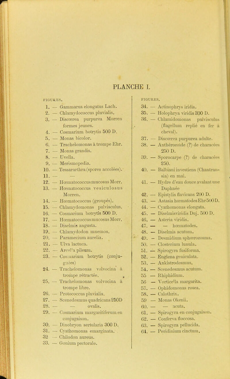 FIGURES. 1. — Gammarus elongatus Lacli. 2. — Chlamydococcus pluvialis. 3. — Discœrea purpurea Morren formes jeunes. 4. — Cosmarium botrytis 500 D. 5. — Monas bicolor. 6. — Trachelomonas à trompe Ehr. 7. — Monas grandis. 8. — Uvella. 9. — Merismopedia. 10. — Tessararthra (spores accolées). 11. — 12. — HoematococcusmucosusMorr. 13. — Hœmatococcus yesiculosus Morren. 14. — Hœmatococcus (groupés). 15. — Chlamydomonas pulvisculus. 16. — Cosmarium botrytis 500 D. 17. — Hœmatococcus mucosusMorr. 18. — Diselmis angusta. 19. — Chlamvdodon mnemos. 20. —- Paramecium aurelia. 21. — Ulva lactuca. 22. — Arcel'a pileum. 23. — Cosmarium botrytis (conju- guées) 24. — Trachelomonas volvocina à trompe rétractée. 25. — Trachelomonas volvocina à trompe libre. 26. — Protococcus pluvialis. 27. — Scenedesmus quadrieans 250D 28. — — ovalis. 29. — Cosmarium margaritiferum en conjugaison. 30. — Dinobryon sertularia 300 D. 31. — Cyathomonas emarginata. 32 — Chilodon aureus. 33. — Gonium pectorale. FIGURES. 34. — Actinopkrys iridis. 35. — Holophrya viridis300 D. 36. — Chlamidomonas pulvisculus (flagellum replié en fer à cheval). 37. — Discœrea purpurea adulte. 38. — Anthérozoïde (?) de characées 250 D. 39. — Sporocarpe (?) de characées 250. 40. — Balbiani investiens (Chantran- sia) en mai. 41. — Hydre d’eau douce avalant une Daphnée 42. — Epistylis flavicans 200 D. 43. — AstasiahœmatodesEhr500D. 44. — Cyathomonas elongata. 45. — Diselmisviridis Duj. 500 D. 46. — Asteria viridis. 47. — — hœmatodes. 48. — Diselmis acutum. 49. — Desmidium sphœrozosma. 50. — Closterium lunula. 51. — Spirogvra fusiforma. 52. — Englena geniculata. 53. — Ankistrodesmus. 54. — Scenedesmus acutum. 55 — Rhiphidium. 56 — Vortice'la margarita. 57. — Ophidomonas rosea. 58. — Calot lirix. 59 — Monas Okenii. 60. — — acuta. 61. — Spirogvra en conjugaison. 62. — Contenu floccosa. 63. — Spirogvra pellucida. 64. — Peridi ilium cinctum.