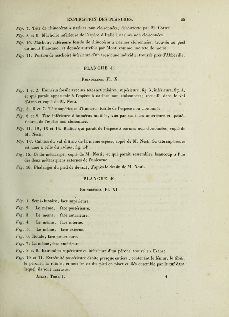 Fig. 7. Tête de rhinocéros à narines non cloisonnées, découverte par M. Cortesi. Fig. 8 et 9. Mâchoire inférieure de l’espèce d’Italie à narines non cloisonnées. Fig. 10. Mâchoire inférieure fossile de rhinocéros à narines cloisonnées, trouvée au pied du mont Blancano, et donnée autrefois par Monti comme une tète de morse. Fig. 11 • Portion de mâchoire inférieure d’un très-jeune individu, trouvée près d’Abbeville. PLANCHE 4S. Rhinocéüos. PÎ. X. Fig. 1 et 2. Humérus fossile avec ses tètes articulaires, supérieure, fig. 3 ; inférieure, fig. 4, et qui paraît appartenir à l’espèce à narines non cloisonnées ; recueilli dans le val d’Arno et copié de M. Nesti. Fig. 5, 6 et 7. Tète supérieure d’humérus fossile de l’espèce non cloisonnée. Fig. 8 et 9. Tête inférieure d’humérus mutilée, vue par ses faces antérieure et posté- rieure , de l’espèce non cloisonnée. Fig. 11, 12, 13 et 14. Radius qui paraît de l’espèce à narines non cloisonnées; copié de M. Nesti. Fig. 13'. Cubitus du val d’Arno de la même espèce, copié de M. Nesti. Sa tète supérieure est unie à celle du radius, fig. 14'. Fig. 15. Os du métacarpe, copié de M. Nesti, et qui paraît ressembler beaucoup à l’un des deux métacarpiens externes de l’unicorne. Fig. IG. Phalanges du pied de devant, d’après le dessin de M. Nesti. PLANCHE 49. Rhinocéros. PL XI. Fig, 1. Semi - lunaire, face supérieure. Fig. 2. Le même, face postérieure, Fig. 3. Le même, face antérieure. Fig. 4. Le même, face interne. Fig. 5. Le même, face externe. Fig. 6. Rotule, face postérieure. Fig. 7. La même, face antérieure. Ftg. 8 et 9. Extrémités supérieure et inférieure d’un péroné trouvé en France. Fig. 10 et 11. Extrémité postérieure droite presque entière , contenant le fémur, le tibia, le péroné, la rotule, et tous les os du pied en place et liés ensemble par le tuf dans lequel ils sont incrustés. Atlas. Tome I. 4