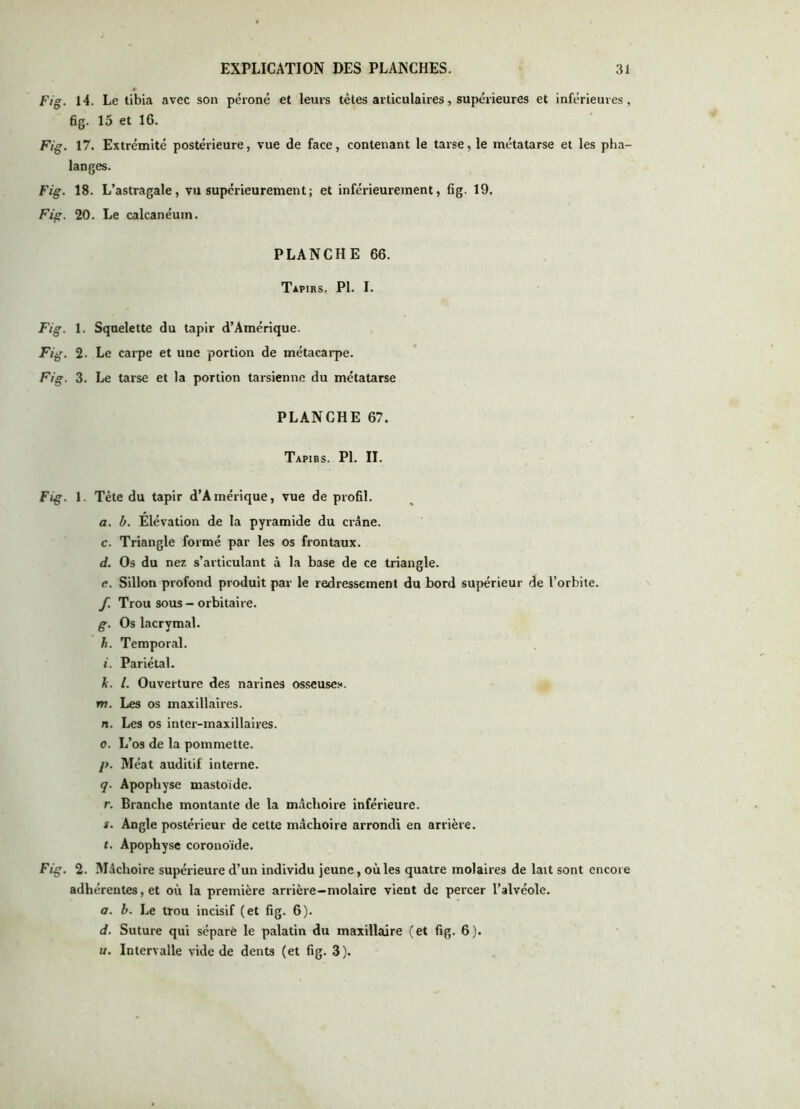 » Fig. 14. Le tibia avec son péroné et leurs têtes articulaires, supérieures et inférieures, 6g. 15 et 16. Fig. 17. Extrémité postérieure, vue de face, contenant le tarse, le métatarse et les pha- langes. Fig. 18. L’astragale, vu supérieurement; et inférieurement, 6g. 19. Fig. 20. Le calcanéum. PLANCHE 66. Tapirs, PI. I. Fig. 1. Squelette du tapir d’Amérique. Fig. 2. Le carpe et une portion de métacarpe. Fig. 3. Le tarse et la portion tarsienne du métatarse PLANCHE 67. Tapies. PI. II. Fig. 1. Tête du tapir d’Amérique, vue de pro61. a. b. Élévation de la pyramide du crâne. c. Triangle formé par les os frontaux. d. Os du nez s’articulant à la base de ce triangle. e. Sillon profond produit par le redressement du bord supérieur de l’orbite. f. Trou sous - orbitaire. g. Os lacrymal. h. Temporal. i. Pariétal. h. l. Ouverture des narines osseuses. m. Les os maxillaires. n. Les os inter-maxillaires. 0. L’os de la pommette. l>. Méat auditif interne. q. Apophyse mastoide. r. Branche montante de la mâchoire inférieure. s. Angle postérieur de cette mâchoire arrondi en arrière. t. Apophyse coronoïde. Fig. 2. Mâchoire supérieure d’un individu jeune, où les quatre molaires de lait sont encore adhérentes, et où la première arrière-molaire vient de percer l’alvéole. a. b. Le trou incisif (et 6g. 6). d. Suture qui séparé le palatin du maxillaire (et 6g. 6). U. Intervalle vide de dents (et 6g. 3).