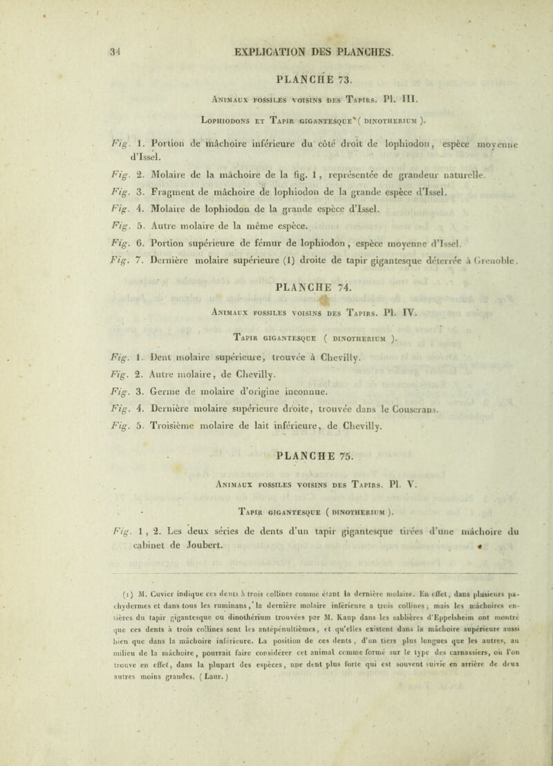 PLANCHE 73. Animaux fossiles voisins des Tapirs. PI. III. Lophiodons et Tapir gigantesque'( dinothérium ). Fig. 1. Portion de mâchoire inférieure du côté droit de lophiodoii, espèce inoyeime d’Issel. Fig. 2. 3Iolaire de la mâchoire de la fig. 1 , représentée de grandeur naturelle. Fig. 3. Fragment de mâchoire de lophiodon de la grande espèce d’Issel. Fig. 4. Molaire de lophiodon de la grande espèce d’Issel. Fig. 5. Autre molaire de la même espèce. Fig. 6. Portion supérieure de fémur de lophiodon, espèce moyenne d’Issel. Fig. 7, Dernière molaire supérieure (1) droite de tapir gigantesque déterrée àCrenohle. PLANCHE 74. Animaux fossiles voisins des Tapirs. PI. IV. Tapir gigantesque ( dinotiieriu.m ). Fig. 1. Dent molaire supérieure, trouvée à Chevilly. Fig. 2. Autre molaire, de Chevilly. Fig. 3. Germe de molaire d’origine inconnue. Fig. 4. Dernière molaire supérieure droite, trouvée dans le Couseraus. Fig. 5. Troisième molaire de lait inférieure, de Chevilly. PLANCHE 75. Animaux fossiles voisins des Tapirs. PI. V. Tapir gigantesque ( dinothérium ). Fig. 1 , 2. Les deux séries de dents d’un tapir gigantesque tirées d’une mâchoire du cabinet de Jouhert. « (i) M. Cuvier indique ces dents Jt trois collines coimiic élaiU dernière molaire. En effet, dans plusieurs pa- chydermes et dans tous les ruininans , la dernière molaire inférieure a trois collines -, mais les mâchoires en- tières du tapir gigantesque ou dinothérium trouvées par M. Kaup dans les sablières d'F.ppelsheim ont montré que ces dents à trois collines sont les antépénultièmes, tt qu’elles existent dans la mâchoire supérieure aussi bien que dans la mâchoire inférieure. La position de ces dents , d’un tiers plus longues que les autrc.c, au milieu de la mâchoire, pourrait faire considérer cet animal comme formé sur le type des carnassiers, où l'on trouve en effet, dans la plupart des espèces, une dent plus forte qui est souvent suivie en arrière de deux autres moins grandes. ( Laur. J