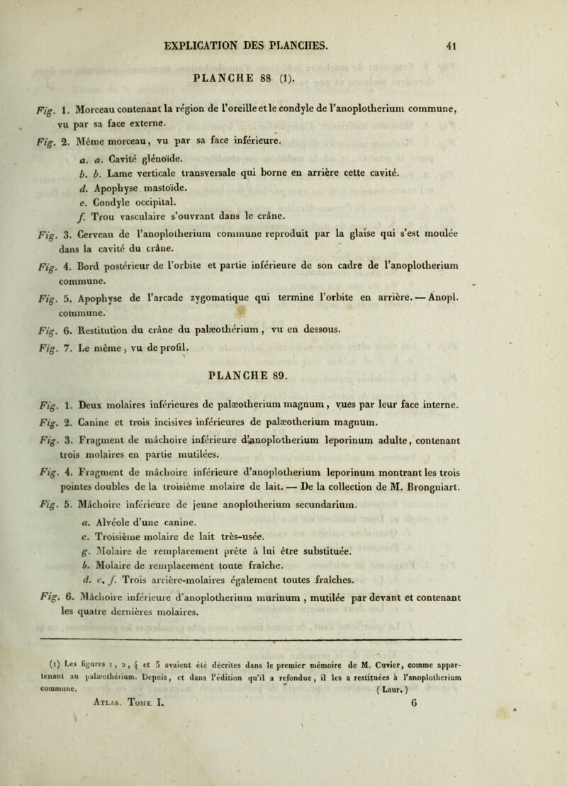 PLANCHE 88 (1). Fig. 1. Morceau contenant la région de l’oreille et le condyle de l’anoplotherium commune, vu par sa face externe. Fig. 2. Même morceau, vu par sa face inférieure. a. a. Cavité glénoide. b. b. Lame verticale transversale qui borne en arrière cette cavité. d. Apophyse mastoïde. e. Condyle occipital. f. Trou vasculaire s’ouvrant dans le crâne. Fig. 3. Cerveau de l’anoplolberium commune reproduit par la glaise qui s’est moulée dans la cavité du crâne. Fig. 4. Bord postérieur de l’orbite et partie inférieure de son cadre de l’anoplotberium commune. Fig. 5. Apophyse de l’arcade zygomatique qui termine l’orbite en arrière. — Anopl. commune. Fig. 6. Restitution du crâne du palæothérium, vu en dessous. Fig. 7. Le même 5 vu de profil. PLANCHE 89. Fig. 1. Deux molaires inférieures de palæothérium magnum, vues par leur face interne. Fig. 2. Canine et trois incisives inférieures de palæothérium magnum. Fig. 3. Fragment de mâchoire inférieure d’^noplotherium leporinum adulte, contenant trois molaires en partie mutilées. Fig. 4. Fragment de mâchoire inférieure d’anoplotheriunr leporinum montrant les trois pointes doubles de la troisième molaire de lait. — De la collection de M. Brongniart. Fig. 5. Mâchoire inférieure de jeune anoplotherium secundarium. a. Alvéole d’une canine. c. Troisième molaire de lait très-usée. g. Molaire de remplacement prête à lui être substituée. b. Molaire de remplacement toute fraîche. d. e, f. Trois arrière-molaires également toutes fraîches. Fig. 6. Màclioite inférieure d’anoplotherium murinum , mutilée par devant et contenant les quatre dernières molaires. (i) Les figures i, a, et 5 avaient été décrites dans le premier mémoire de M. Cuvier, comme appar- tenant au palæothérium. Depuis, et dans l’édition qu’il a refondue, il les a restituées à l’anoplothcrium commune. ( Laur. ) Atlas. Tome I. 6