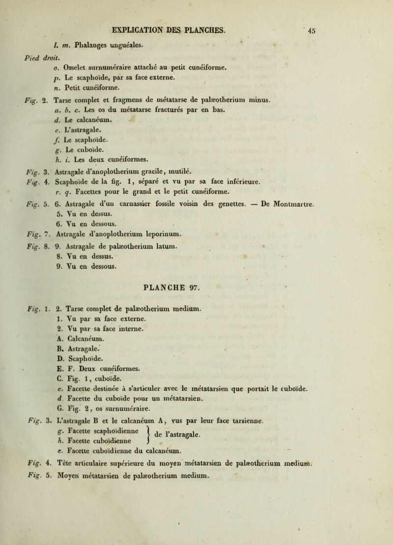 l. m. Phalanges unguéales. Pied droit. O. Osselet surnuméraire attaché au petit cunéiforme. p. Le scaphoïde, par sa face externe. n. Petit cunéiforme. Fig. 2. Tarse complet et fragmens de métatarse de palæotherium minus. а. b. c. Les os du métatarse fracturés par en bas. d. Le calcanéum. e. L’astragale. f. Le scaphoïde. g. Le cuboïde. h. i. Les deux cunéiformes. Fig. 3. Astragale d’anoplotherium gracile, mutilé. Fig. 4. Scaphoïde de la fig. 1, séparé et vu par sa face inférieure, r. q. Facettes pour le grand et le petit cunéiforme. Fig. 5. 6. Astragale d’un cai-nassier fossile voisin des genettes. — De Montmartre. 5. Vu en dessus. б. Vu en dessous. Fig. 7. Astragale d’anoplotherium leporinum. Fig. 8. 9. Astragale de palæotherium latum. 8. Vu en dessus. 9. Vu en dessous. PLANCHE 97. Fig. 1. 2. Tarse complet de palæotherium medium. 1. Vu par sa face externe. 2. Vu par sa face interne. A. Calcanéum. B. Astragale.' D. Scaphoïde. E. F. Deux cunéiformes. C. Fig. 1, cuboïde. e. Facette destinée à s’articuler avec le métatarsien que portait le cuboïde. d. Facette du cuboïde pour un métatarsien. G. Fig. 2, os surnuméraire. Fig. 3. L’astragale B et le calcanéum A, vus par leur face tarsienne. g. Facette scaphoïdienne | ^astragale. h. Facette cuboïdienne J e. Facette cuboïdienne du calcanéum.  Fig. A. Tète articulaire supérieure du moyen métatarsien de palæotherium medium. Fig. 5. Moyen métatarsien de palæotherium medium.