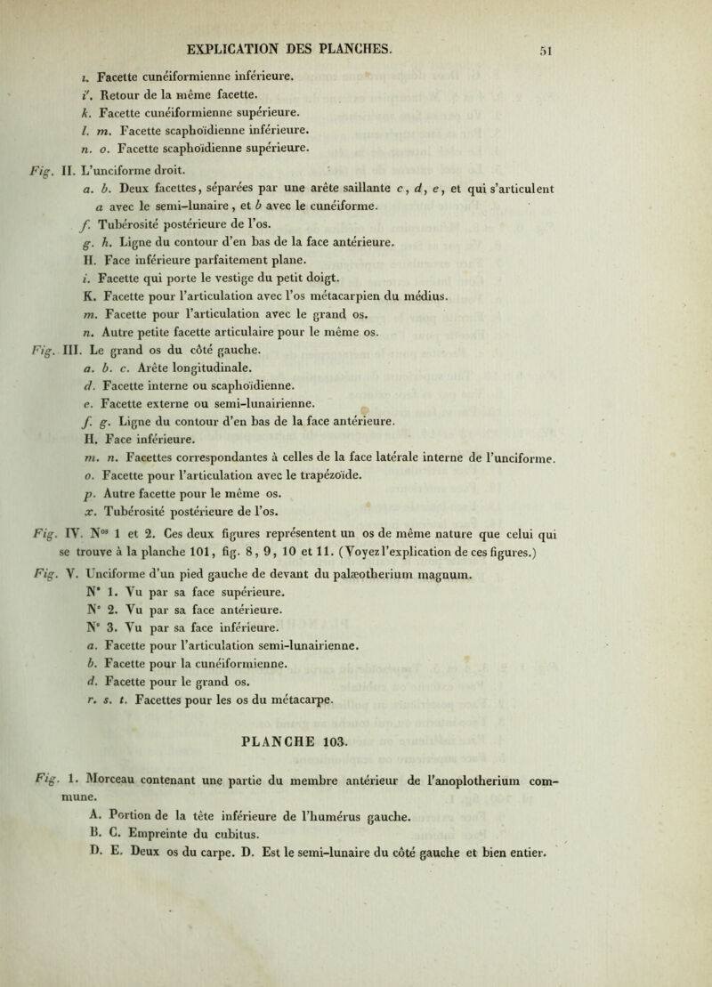 I. Facette cunéiformienne inférieure. i'. Retour de la même facette. k. Facette cunéiformienne supérieure. l. m. Facette scaplioïdienne inférieure. n. O. Facette scaphoïdienne supérieure. Fig. II. L’unciforme droit. ■ a. b. Deux facettes, séparées par une arête saillante c, d, e, et qui s’articulent a avec le semi-lunaire , et b avec le cunéiforme. f. Tubérosité postérieure de l’os. g. h. Ligne du contour d’en bas de la face antérieure. IL Face inférieure parfaitement plane. i. Facette qui porte le vestige du petit doigt. K. Facette pour l’articulation avec l’os métacarpien du médius. m. Facette pour l’articulation avec le grand os. n. Autre petite facette articulaire pour le même os. Fig. III. Le grand os du côté gauche. a. b. c. Arête longitudinale. d. Facette inteine ou scaphoïdienne. e. Facette externe ou semi-lunairienne. f. g. Ligne du contour d’en bas de la face antérieure. IL Face inférieure. m. n. Facettes correspondantes à celles de la face latérale interne de l’unciforme. O. Facette pour l’articulation avec le trapézoïde. p. Autre facette pour le même os. X. Tubérosité postérieure de l’os. Fig. IV. N“ 1 et 2. Ces deux figures représentent un os de même nature que celui qui se trouve à la planche 101, fig. 8, 9, 10 et 11. (Voyezl’explication de ces figures.) Fig. V. Unciforme d’un pied gauche de devcmt du palæotlierium magnum. N’ 1. Vu par sa face supérieure. N” 2. Vu par sa face antérieure. N' 3. Vu par sa face inférieure. a. Facette pour l’articulation semi-lunairienne. b. Facette pour la cunéiformienne. d. Facette pour le grand os. r. s. t. Facettes pour les os du métacarpe. PLANCHE 103. Fig. 1. Morceau contenant une partie du membre antérieur de l’anoplotherium com- mune. A. Portion de la tête inférieure de l’humérus gauche. B. C. Empreinte du cubitus. D. E. Deux os du carpe. D. Est le semi-lunaire du côté gauche et bien entier.