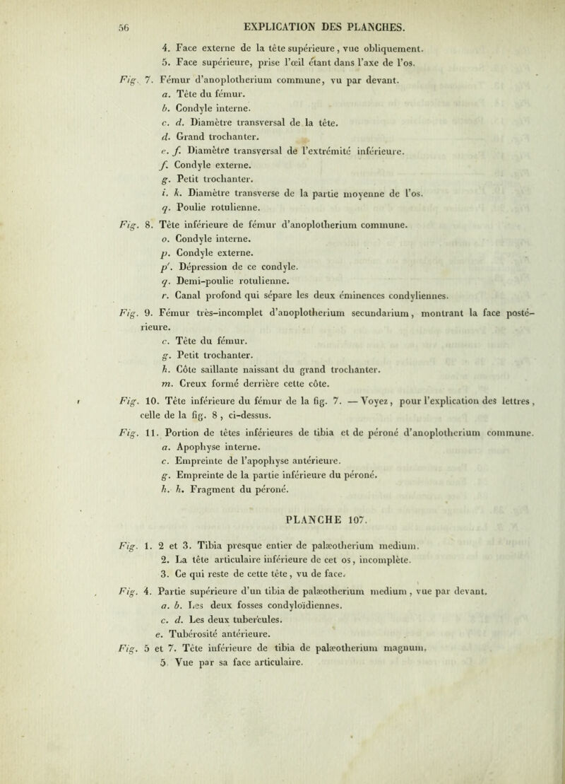 4. Face externe de la tète supérieure , vue obliquement. 5. Face supérieure, prise l’œil étant dans l’axe de l’os. Fig. 7. Fémur d’anoplotlieriuin commune, vu par devant. a. Tête du fémur. b. Condyle interne. c. d. Diamètre transversal de la tête. d. Grand trochanter. e. f Diamètre transversal de l’extrémité inférieure, yi Condyle externe. g. Petit trochanter. /. A. Diamètre transverse de la partie moyenne de l’os. q. Poulie rotulienne. Fig. 8. Tête inférieure de fémur d’anoplotlierium commune. O. Condyle interne. y. Condyle externe. p'. Dépression de ce condyle. q. Demi-poulie rotulienne. r. Canal profond qui sépare les deux éminences condyliennes. Fig. 9. Fémur très-incomplet d’anoplotherium secundarium, montrant la face posté- rieure. c. Tète du fémur. g. Petit trochanter. h. Côte saillante naissant du grand trochanter. m. Creux formé derrière cette côte. Fig. 10. Tête inférieure du fémur de la fig. 7. —Voyez, pour l’explication des lettres, celle de la fig. 8 , ci-dessus. Fig. 11. Portion de têtes inférieures de tibia et de péroné d’anoplotherium commune. a. Apophyse interne. c. Empreinte de l’apophyse antérieure. g. Empreinte de la partie inférieure du péroné. A. A. Fragment du péroné. PLANCHE 107. Fig. 1. 2 et 3. Tibia presque entier de palæotherium medium. 2. La tête articulaire inférieure de cet os, incomplète. 3. Ce qui reste de cette tête, vu de face. Fig. 4. Partie supérieure d’un tibia de palæotherium medium , vue par devant. a. b. Les deux fosses condyloïdiennes, c. d. Les deux tubercules, e. Tubérosité antérieure. Fig. 5 et 7. Tête inférieure de tibia de palæotherium magnum. 5 Vue par sa face articulaire.