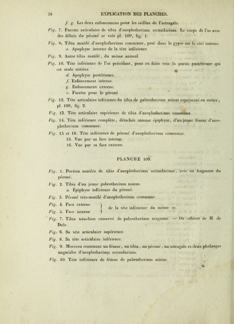 f. g. Les deux enfoncemens poUF les saillies de l’astragale. Fig. 7. Facette articulaire de tibia d’anoplotlierium secundarium. Le corps de l’os avec des débris du péroné se voit pl. 109, fig. 1. Fig. 8. Tibia mutilé d’anoplotherium commune, posé dans le gypse sur le côté iiitenie. a. Apophyse interne de la tête inférieure. Fig. 9. Autre tibia mutilé , du même animal. Fig. 10. Tête inférieure de l’os précédent, pour en faire voir la partie postérieure <pii est seule entière. ^ d. Apophyse postérieure. f. Enfoncement interne. g. Enfoncement externe. e. Facette pour le péroné. Fig. 12. Tête articulaire inférieure du tibia de palæotherium minus représenté en entier, pl. 109, fig. 2. Fig. 13. Tête articulaire supérieure de tibia d’anoplotheriiun commune. Fig. 14. Tête inférieure complète, détachée comme épiphyse, d’un jeune fémur d’ano- plotherium commune. Fig. 15 et 16. Tête inférieuie de péroné d’anoplotherium commune. 15. Vue par sa face interne. 16. Vue par sa face externe. PLANCHE 109. Fig. 1. Portion mutilée de tibia d’anoplotheriuiu secundarium, avec un fragment du péroné. Fig. 2. Tibia d’un jeune palæotherium minus. a. Epiphyse inférieure du péroné. Fig. 3. Péroné très-mutilé d’anoplotherium commune. Fig. 4. Face externe ) ^ ^ I de la tète inférieure du meme os. Fig. 5. Face interne j Fig. 7. Tibia très-bien conservé de palæotherium magnum. — Du cabinet de M de Drée. Fig. 6. Sa tète articulaire supérieure. Fig. 8. Sa tête articulaire inférieure. Fig. 9. Morceau contenant un fémur, un tibia , un péroné , un astragale et deux phalanges unguéales d’anoplotherium secundarium. Fig. 10. Tête inférieure de fémur de palæotherium minus. •y. .