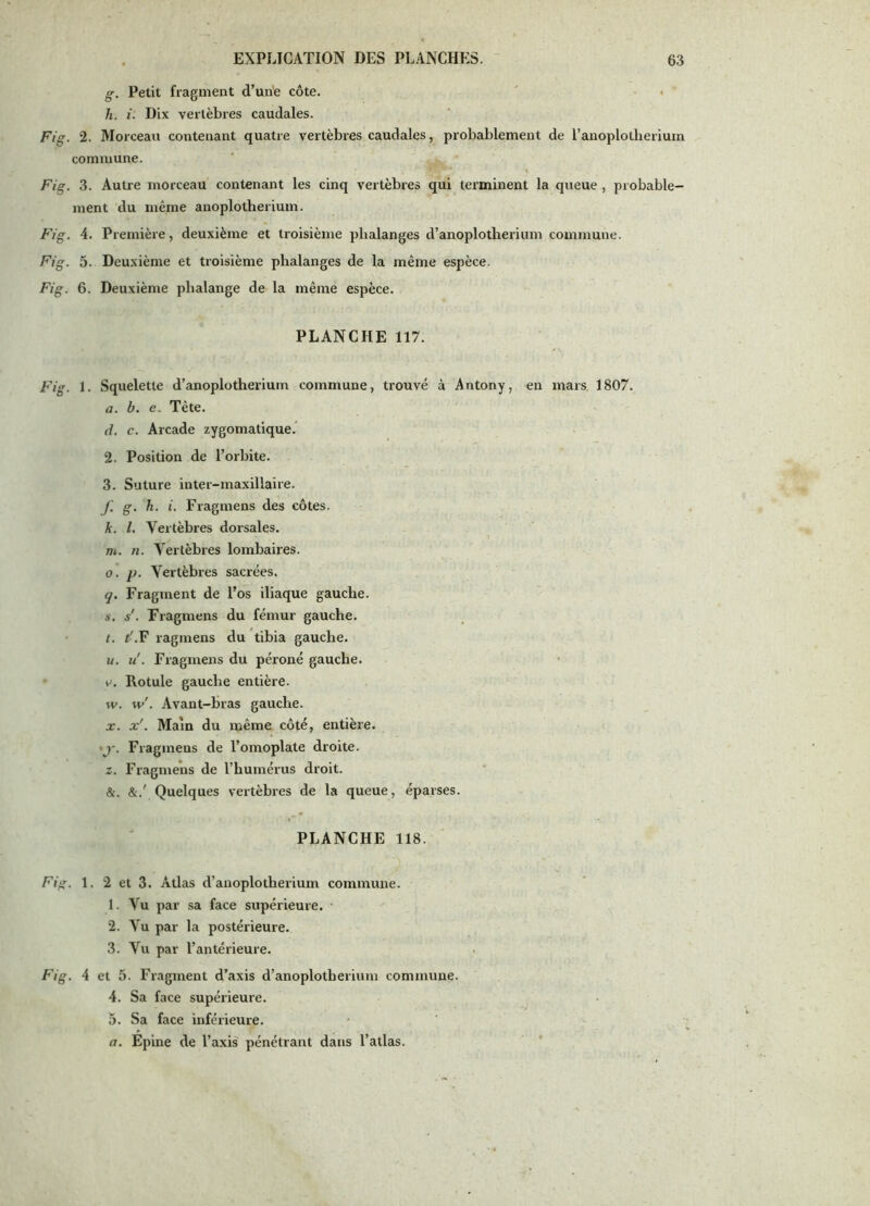 g. Petit fragment d’une côte. h. i. Dix vertèbres caudales. Fig. 2. Morceau contenant quatre vertèbres caudales, probablement de l’anoplotberium commune. Fig. 3. Autre morceau contenant les cinq vertèbres qui terminent la queue , probable- ment du même anoplotherium. Fig. 4. Première, deuxième et troisième phalanges d’anoplotherium commune. Fig. 5. Deuxième et troisième phalanges de la même espèce. Fig. 6. Deuxième phalange de la même espèce. PLANCHE 117. Fig. 1. Squelette d’anoplotherium commune, trouvé à Antony, en mars 1807. a. b. e. Tête. d. c. Arcade zygomatique.' 2. Position de l’orbite. 3. Suture inter-maxillaire. f. g. h. i. Fragmens des côtes. k. l. Vertèbres dorsales. Th. n. Vertèbres lombaires. O. p. Vertèbres sacrées. q. Fragment de l’os iliaque gauche. s. s'. Fragmens du fémur gauche. • t. t'.F ragmens du tibia gauche. U. U. Fragmens du péroné gauche. • e. Rotule gauche entière. w. w'. Avant-bras gauche. X. x'. Main du même côté, entière. 'J. Fragmens de l’omoplate droite. Z. Fragmens de l’humérus droit. &. Quelques vertèbres de la queue, éparses. PLANCHE 118. Fig. 1. 2 et 3. Atlas d’anoplotherium commune. l. Vu par sa face supérieure. 2. Vu par la postérieure. 3. Vu par l’antérieure. Fig. 4 et 6. Fragment d’axis d’anoplotberium commune. 4. Sa face supérieure. 5. Sa face inférieure. a. Epine de l’axis pénétrant dans l’atlas.