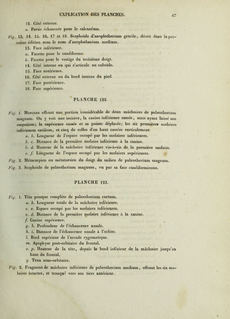 12. Côté externe. a. Partie cchancrée pour le calcanéum. 13. 14. 15. 16. 17 et 18. Scaphoïde d’anoplotherium gracile, décrit dans la pre- mière édition sous le nom d’anoplotherium medium. 13. Face inférieure. a. Facette pour le cunéiforme. ’ ' b. Facette pour le vestige du troisième doigt. 14. Côté interne ou qui s’articule au cuboïde. 15. Face antérieure. 16. Côté externe ou du bord interne du pied. 17. Face postérieure. 18. Face supérieure. PLANCHE 122. 1. Morceau offrant une portion considérable de deux mâchoires de palæotherium magnum. On y voit une incisive, la canine inférieure cassée, mais ayant laissé son empreinte; la supérieure cassée et sa pointe déplacée; les six premières molaires inférieures entières, et cinq de celles d’en haut cassées veiticalement. a. b. Longueur de l’espace occupé par les molaires inférieures. b. c. Distance de la première molaire inférieure à la canine. b. d. Hauteur de la mâchoire inférieure vis-à-vis de, la première molaire. e. f. Longueur de l’espace occupé par les molaires supérieures. 2. Métacarpien ou métatarsien du doigt du milieu de palæotherium magnum. 3. Scaphoïde de palæotherium magnum, vu par sa face cunéiformienne. PLANCHE 123. 1. Tète presque complète de palæotherium curtum. a, b. Longueur totale de la mâchoire inférieure, c. e. Espace occupé par les molaires inférieures, c. d. Distance de la première molaire inférieure à la canine. f. Canine supérieure. g. h. Profondeur de l’échancrure nasale. h. i. Distance de l’échancrure nasale à l’orbite. l. Bord supérieur de l’arcade zygomatique. m. Apophyse post-orbitaire du frontal. O. p. Hauteur de la tête, depuis le bord inférieur de la mâchoire jusqu’au haut du frontal. q. Trou sous-orbitaire. . 2. Fragment de mâchoire inférieure de palæotherium medium, offrant les six mo- laires intactes, et tronqué vers son tiers antérieur.