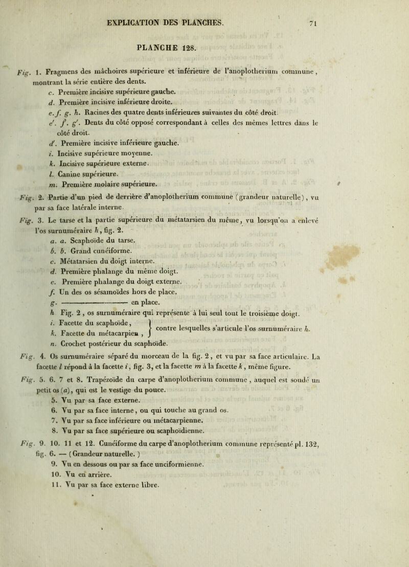 PLANCHE 128. Fig. 1. Fragmens des mâchoires supérieuie et inférieure de l’anoplotherium commune, montrant la série entière des dents. c. Première incisive supérieure gauche. d. Premièi’C incisive inférieure droite. e. f. g. h. Racines des quatre dents inférieures suivantes du côté droit. e'. f. g'. Dents du côté opposé correspondant à celles des mêmes lettres dans le côté droit. d!. Première incisive inférieure gauche. /. Incisive supérieure moyenne. k. Incisive supérieure externe. l. Canine supérieure. m. Première molaire supérieure. Fig. 2. Partie d’un pied de derrière d’anoplolherium commune (grandeur naturelle), vu par sa face latérale interne. Fig. 3. Le tai'se et la partie supérieure du métatarsien du même, vu lorsqu’on a enlevé l’os surnuméraire , fig. 2. a. a. Scaphôide du tarse. b. b. Grand cunéiforme. c. Métatarsien du doigt interne. ^ d. Première phalange du même doigt. e. Première phalange du doigt externe. f. Un des os sésamoïdes hors de place. g. en place. h Fig. 2 , os surnuméraire qui représente à lui seul tout le troisième doigt, i. Facette du scaphoïde, 1 n » , ^ , , . > contre le.squelles s articule 1 os surnuméraire A. k. r acette du métacarpien , J n. Crochet postérieur du scaphoïde. Fig. 4. Os surnuméraire séparé du morceau de la fig. 2, et vu par sa face articulaire. La facette l répond à la facette i, fig. 3, et la facette m h la facette k , même figure. Fig. 5. 6. 7 et 8. Trapézoide du carpe d’anoplotherium commune , auquel est soudé un petit os (fl), qui est le vestige du pouce. 5. Vu par sa face externe. 6. Vu par sa face interne, ou qui touche au grand os. 7. Vu par sa face inférieure ou métacarpienne. 8. Vu par sa face supérieure ou scaphoïdienne. Fig. 9. 10. 11 et 12. Cunéiforme du carpe d’anoplotherium commune représenté pl. 132, fig. 6. — ( Grandeur naturelle. ) 9. Vu en dessous ou par sa face unciformienne. 10. Vu en arrière. 11. Vu par sa face externe libre.