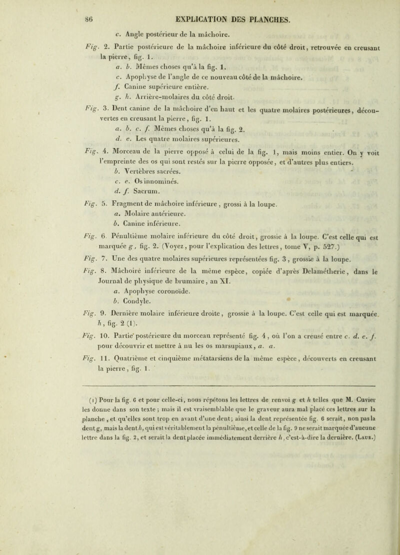 c. Angle postérieur de la mâchoire. Fig. 2. Partie postérieure de la mâchoire inférieure du côté droit, retrouvée en creusant la pierre, fig. 1. a. b. Mêmes choses qu’à la fig. 1. c. Apophyse de l’angle de ce nouveau côté de la mâchoire. f. Canine supérieure entière. g. h. Arrière-molaires du côté droit. big. 3. Dent canine de la mâchoire d’en haut et les quatre molaires postérieures, décou- vertes en creusant la pierre, fig. 1. a. b. c. f. Mêmes choses qu’à la fig. 2. d. e. Les quatre molaires supérieures. Fig. 4. Morceau de la pierre opposé à celui de la fig. 1, mais moins entier. On y voit l’empreinte des os qui sont restés sur la pierre opposée, et d’autres plus entiers. b. Vertèbres sacrées. c. e. Os innominés. d. f. Sacrum. Fig. 5. Fragment de mâchoire inférieure , grossi à la loupe. a. Molaire antérieure. b. Canine inférieure. Fig. 6. Pénultième molaire inférieure du côté droit, grossie à la loupe. C’est celle qui est marquée g. fig. 2. (Voyez, pour l’explication des lettres, tome V, p. 527.) Fig. 7. Une des quatre molaires supérieures représentées fig. 3, grossie à la loupe. Fig. 8. Mâclîoiré inférieure de la même espèce, copiée d’après Delamétherie, dans le .Tournai de physique de brumaire, an XI. a. Apophyse coronoïde. b. Condyle. Fig. 9. Dernière molaire inférieure droite, grossie à la loupe. C’est celle qui est marquée, fig. 2 (1). Fig. 10. Partie* postérieure du morceau représenté fig. 4 , où l’on a creusé entre c. d. e. J. pour découvrir et mettre à nu les os marsupiaux, a. a. Fig. 11. Quatrième et cinquième métatarsiens de la même espèce, découverts en creusant la pierre , fig. 1. (t) Pour la fig. C et pour celle-ci, nous répétons les lettres de renvoi g et ù telles que M. Cuvier les donne dans son texte ; mais il est vraisemblable que le graveur aura mal placé ces lettres sur la planche , et qu’elles sont trop en avant d’une dent; ainsi la dent représentée fig. 6 serait, non pas la dent g, mais la dent à, qui est véritablement la pénultième, et celle de la fig. 9 ne serait marquée d’aucune lettre dans la fig. 2, et serait la dent placée immédiatement derrière /i, c’est-à-dire la dernière. (Ladr.)