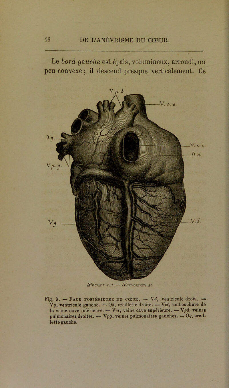 Le bord gauche est épais, volumineux, arrondi, un peu convexe ; il descend presque verticalement. Ce 2PoCHET DEL 3'ÉRMOKCKe/V SC. Fig. 3. — Face postérieure du cœur. — VJ, ventricule droit. — Vg, ventricule gauche. — Od, oreillette droite. — Vci, embouchure de la veine cave inférieure. — Vci, veine cave supérieure. — Vpd, veines pulmonaires droites. — Vpg», veines pulmonaires gauches. — O g, oreil- lette gauche.