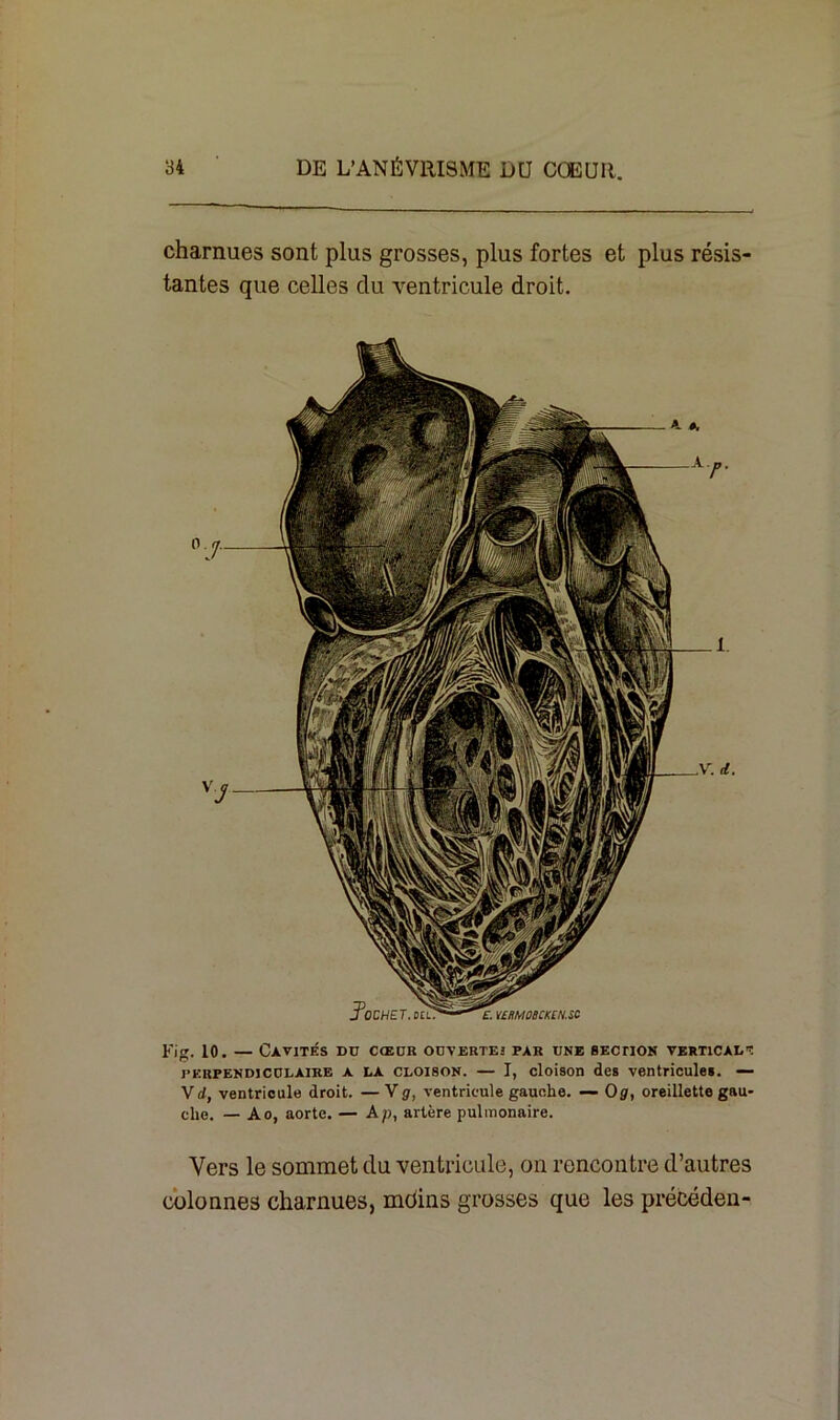 charnues sont plus grosses, plus fortes et plus résis- tantes que celles du ventricule droit. Fig. 10. — Cavités dd cœur ouverte! par une section vertical'? perpendiculaire a LA cloison. — I, cloison des ventricules. — Vd, ventricule droit. — V g, ventricule gauche. — O g, oreillette gau- che. — Ao, aorte. — Ap, artère pulmonaire. Vers le sommet du ventricule, on rencontre d’autres colonnes charnues, moins grosses que les précéden-