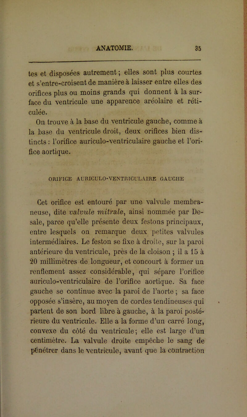 tes et disposées autrement ; elles sont plus courtes et s’entre-croisent de manière à laisser entre elles des orifices plus ou moins grands qui donnent à la sur- face du ventricule une apparence aréolaire et réti- culée. On trouve à la base du ventricule gauche, comme à la base du ventricule droit, deux orifices bien dis- tincts : l’orifice auriculo-ventriculaire gauche et l’ori- fice aortique. ORIFICE AURICULO-VENTRICULAIRE GAUCHE Cet orifice est entouré par une valvule membra- neuse, dite valvule mitrale, ainsi nommée par De- sale, parce qu’elle présente deux festons principaux, entre lesquels on remarque deux petites valvules intermédiaires. Le feston se fixe à droite, sur la paroi antérieure du ventricule, près de la cloison ; il a 15 à 20 millimètres de longueur, et concourt à former un renflement assez considérable, qui sépare l’orifice auriculo-ventriculaire de l’orifice aortique. Sa face gauche se continue avec la paroi de l’aorte ; sa face opposée s’insère, au moyen de cordes tendineuses qui partent de son bord libre à gauche, à la paroi posté- rieure du ventricule. Elle a la forme d’un carré long, convexe du côté du ventricule; elle est large d’un centimètre. La valvule droite empêche le sang de pénétrer dans le ventricule, avant que la contraction