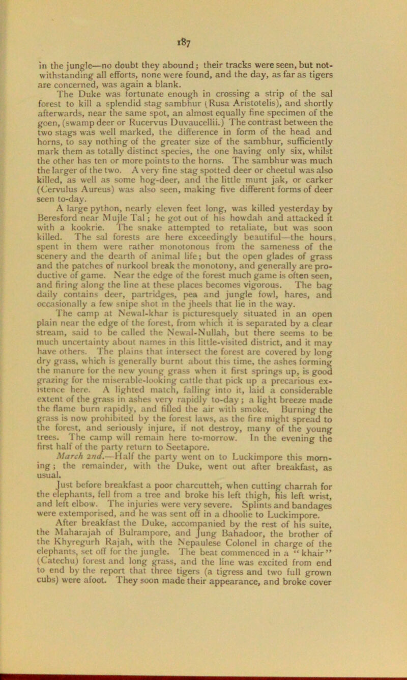 *8? in the jungle—no doubt they abound; their tracks were seen, but not- withstanding all efforts, none were found, and the day, as far as tigers are concerned, was again a blank. The Duke was fortunate enough in crossing a strip of the sal forest to kill a splendid stag sambhur (Rusa Aristotelis), and shortly afterwards, near the same spot, an almost equally fine specimen of the goen, (swamp deer or Rucervus Duvaucellii.) The contrast between the two stags was well marked, the difference in form of the head and horns, to say nothing of the greater size of the sambhur, sufficiently mark them as totally distinct species, the one having only six, whilst the other has ten or more points to the horns. The sambhur was much the larger of the two. A very fine stag spotted deer or cheetul was also killed, as well as some hog-deer, and the little munt jak, or carker (Cervulus Aureus) was also seen, making five different forms of deer seen to-day. A large python, nearly eleven feet long, was killed yesterday by Beresford near Mujle Tal j he got out of his howdah and attacked it with a kookrie. The snake attempted to retaliate, but was soon killed. The sal forests are here exceedingly beautiful—the hours spent in them were rather monotonous from the sameness of the scenery and the dearth of animal life; but the open glades of grass and the patches of nurkool break the monotony, and generally are pro- ductive of game. Near the edge of the forest much game is often seen, and firing along the line at these places becomes vigorous. The bag daily contains deer, partridges, pea and jungle fowl, hares, and occasionally a few snipe shot in the jheels that lie in the way. The camp at Newal-khar is picturesquely situated in an open plain near the edge of the forest, from which it is separated by a clear stream, said to be called the Newal-Nullah, but there seems to be much uncertainty about names in this little-visited district, and it may have others. The plains that intersect the forest are covered by long dry grass, which is generally burnt about this time, the ashes forming the manure for the new young grass when it first springs up, is good grazing for the miserable-looking cattle that pick up a precarious ex- istence here. A lighted match, falling into it, laid a considerable extent of the grass in ashes very rapidly to-day ; a light breeze made the flame burn rapidly, and filled the air with smoke. Burning the grass is now prohibited by the forest laws, as the fire might spread to the forest, and seriously injure, if not destroy, many of the young trees. The camp will remain here to-morrow. In the evening the first half of the party return to Seetapore. March 2nd.— Half the party went on to Luckimpore this morn- ing ; the remainder, with the Duke, went out after breakfast, as usual. lust before breakfast a poor charcutteh, when cutting charrah for the elephants, fell from a tree and broke his left thigh, his left wrist, and left elbow. The injuries were very severe. Splints and bandages were extemporised, and he was sent off in a dhoolie to Luckimpore. After breakfast the Duke, accompanied by the rest of his suite, the Maharajah of Bulrampore, and Jung Bahadoor, the brother of the Khyregurh Rajah, with the Nepaulese Colonel in charge of the elephants, set off for the jungle. The beat commenced in a “ khair ” (Catechu) forest and long grass, and the line was excited from end to end by the report that three tigers (a tigress and two full grown cubs) were afoot. I hey soon made their appearance, and broke cover