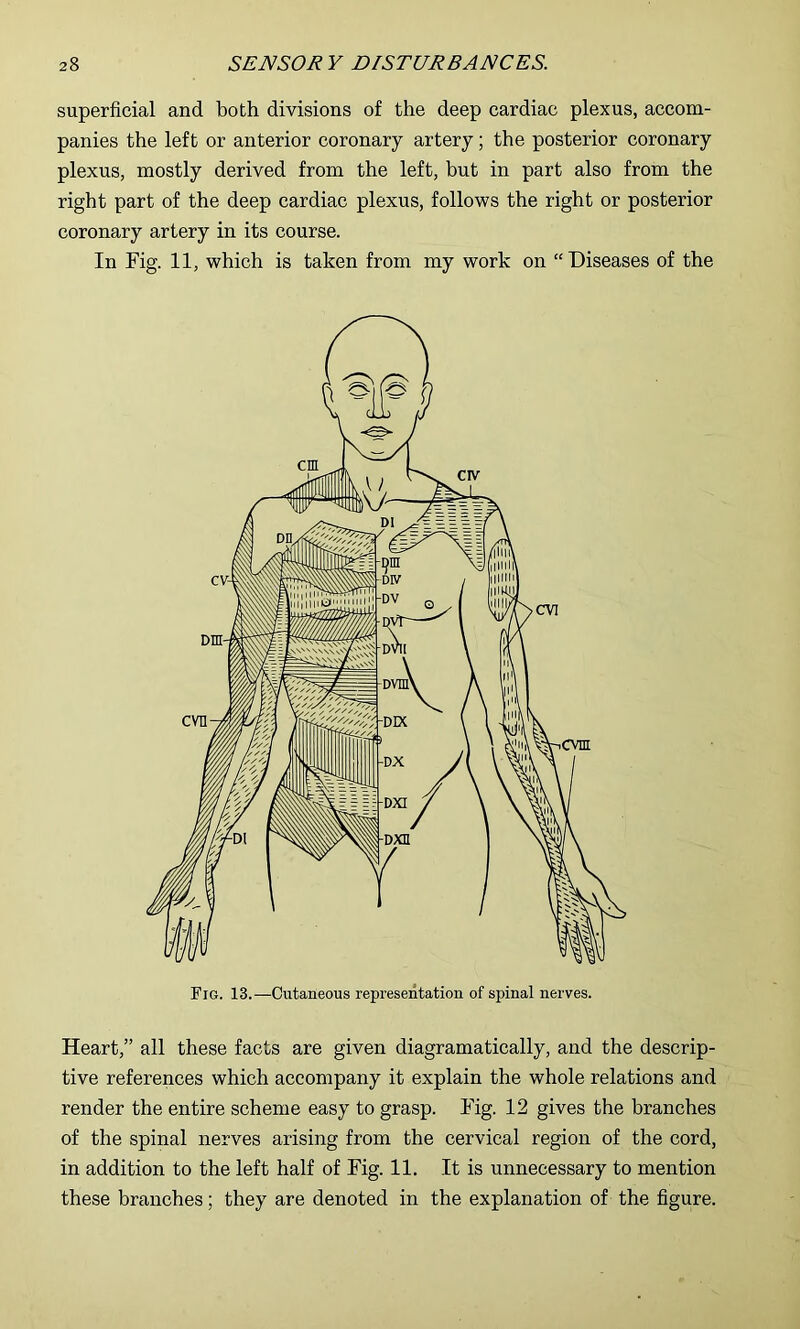 superficial and both divisions of the deep cardiac plexus, accom- panies the left or anterior coronary artery; the posterior coronary plexus, mostly derived from the left, but in part also from the right part of the deep cardiac plexus, follows the right or posterior coronary artery in its course. In Fig. 11, which is taken from my work on “Diseases of the Heart,” all these facts are given diagramatically, and the descrip- tive references which accompany it explain the whole relations and render the entire scheme easy to grasp. Fig. 12 gives the branches of the spinal nerves arising from the cervical region of the cord, in addition to the left half of Fig. 11. It is unnecessary to mention these branches; they are denoted in the explanation of the figure.