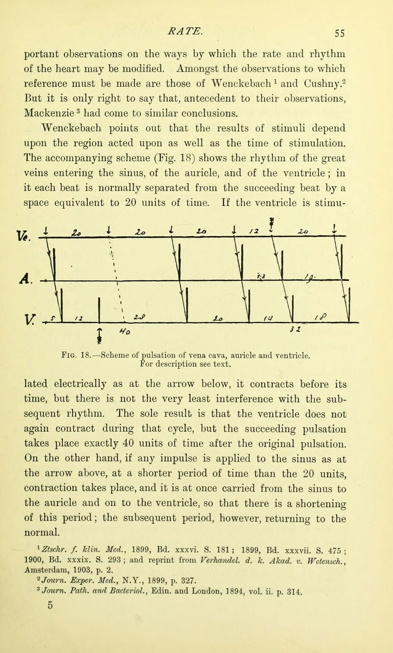 portant observations on the ways by which the rate and rhythm of the heart may be modified. Amongst the observations to which reference must be made are those of Wenckebach ^ and Cushny.- But it is only right to say that, antecedent to their observations, Mackenzie ® had come to similar conclusions. Wenckebach points out that the results of stimuli depend upon the region acted upon as well as the time of stimulation. The accompanying scheme (Fig. 18) shows the rhythm of the great veins entering the sinus, of the auricle, and of the ventricle; in it each beat is normally separated from the succeeding beat by a space equivalent to 20 units of time. If the ventricle is stimu- Fig. 18.—Scheme of pulsation of vena cava, auricle and ventricle. For description see text. lated electrically as at the arrow below, it contracts before its time, but there is not the very least interference with the sub- sequent rhythm. The sole result is that the ventricle does not again contract during that cycle, but the succeeding pulsation takes place exactly 40 units of time after the original pulsation. On the other hand, if any impulse is applied to the sinus as at the arrow above, at a shorter period of time than the 20 units, contraction takes place, and it is at once carried from the sinus to the auricle and on to the ventricle, so that there is a shortenins of this period; the subsequent period, however, returning to the normal. ^ Ztschr. f. klin. Med., 1899, Bd. xxxvi. S. 181; 1899, Bd. xxxvii. S. 475; 1900, Bd. xxxix. S. 293; and reprint from Verhandel. d. k. Akad. v. WcUnsch., Amsterdam, 1903, p. 2. “^Journ. Exper. Med., N.Y., 1899, p. 327. ^Journ. Path, and Bcmteriol., Edin. and London, 1894, vol. ii. p. 314. 5