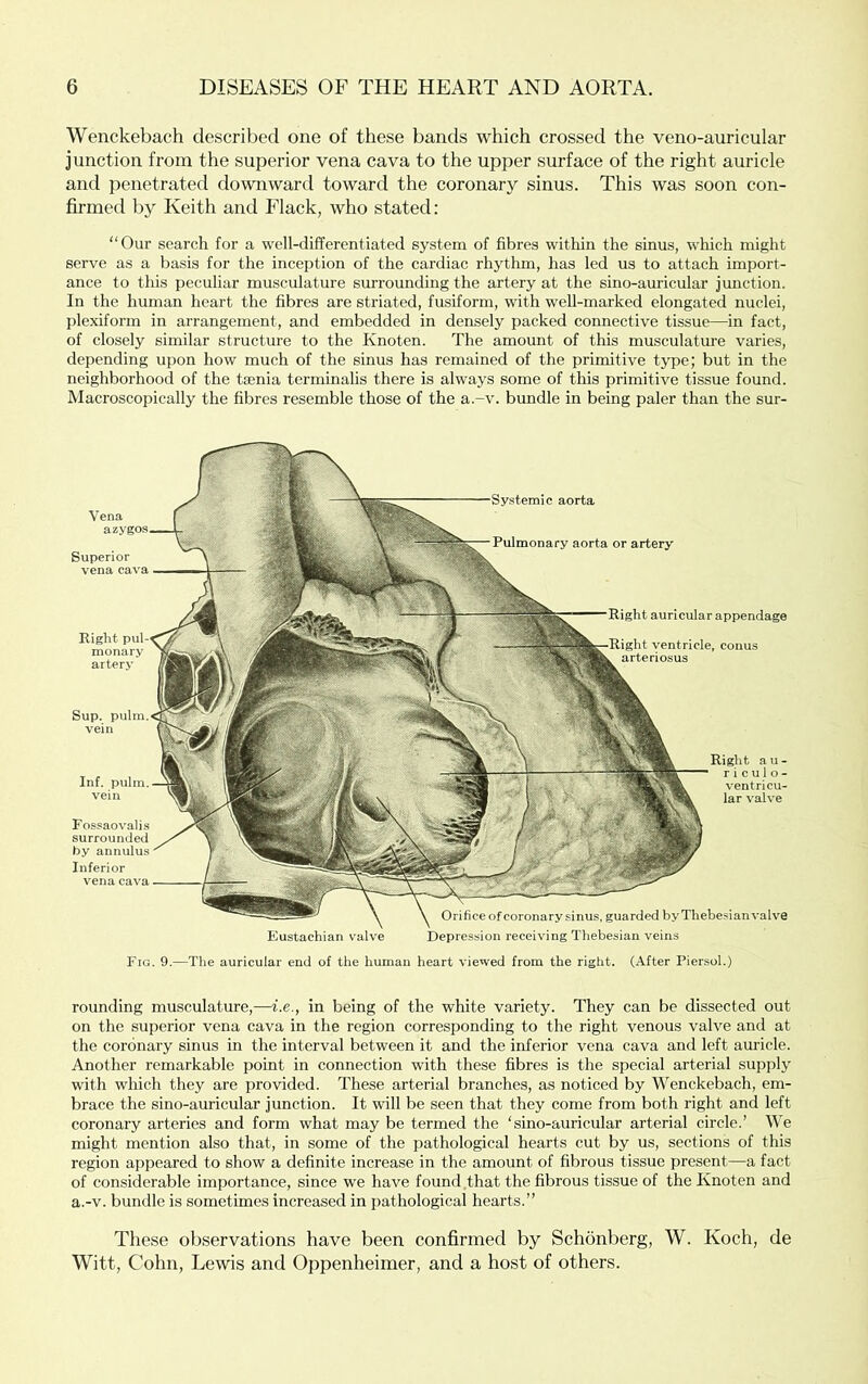 Wenckebach described one of these bands which crossed the veno-auricular junction from the superior vena cava to the upper surface of the right auricle and penetrated downward toward the coronary sinus. This was soon con- firmed by Keith and Flack, who stated: “Our search for a well-differentiated system of fibres within the sinus, which might serve as a basis for the inception of the cardiac rhythm, has led us to attach import- ance to this peculiar musculature surrounding the artery at the sino-auricular junction. In the human heart the fibres are striated, fusiform, with well-marked elongated nuclei, plexiform in arrangement, and embedded in densely packed connective tissue—in fact, of closely similar structure to the Knoten. The amount of this musculature varies, depending upon how much of the sinus has remained of the primitive type; but in the neighborhood of the tsenia terminalis there is always some of this primitive tissue found. Maci’oscopically the fibres resemble those of the a.-v. bundle in being paler than the sur- Fossaovalis surrounded by annulus Inferior vena cava Eustachian valve Orifice of coronary sinus, guarded by Thebesianvalve Depression receiving Thebesian veins Vena Superior vena cava Systemic aorta Pulmonary aorta or artery Right monary artery Fig. 9.—The auricular end of the human heart viewed from the right. (After Piersol.) rounding musculature,—i.e., in being of the white variety. They can be dissected out on the superior vena cava in the region corresponding to the right venous valve and at the coronary sinus in the interval between it and the inferior vena cava and left auricle. Another remarkable point in connection with these fibres is the special arterial supply with which they are provided. These arterial branches, as noticed by Wenckebach, em- brace the sino-auricular junction. It wall be seen that they come from both right and left coronary arteries and form what may be termed the ‘sino-auricular arterial circle.’ We might mention also that, in some of the pathological hearts cut by us, sections of this region appeared to show a definite increase in the amount of fibrous tissue present—a fact of considerable importance, since we have found,that the fibrous tissue of the Knoten and a.-v. bundle is sometimes increased in pathological hearts.” These observations have been confirmed by Schonberg, W. Koch, de Witt, Cohn, Lewis and Oppenheimer, and a host of others.