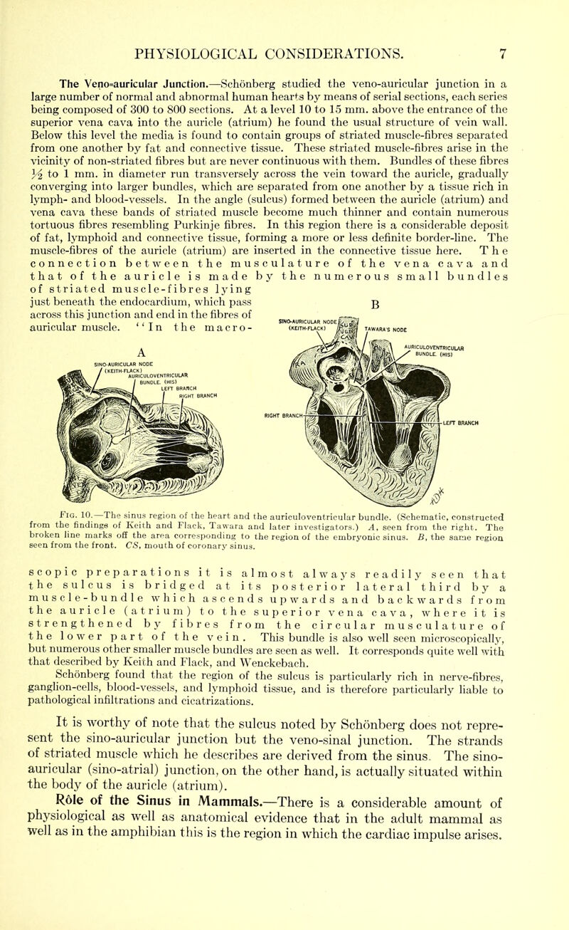 The Veno=auricuIar Junction.—Schonberg studied the veno-auricular junction in a large number of normal and abnormal human hearts by means of serial sections, each series being composed of 300 to 800 sections. At a level 10 to 15 mm. above the entrance of the superior vena cava into the auricle (atrium) he found the usual structure of vein wall. Below this level the media is found to contain groups of striated muscle-fibres separated from one another by fat and connective tissue. These striated muscle-fibres arise in the vicinity of non-striatcd fibres but are never continuous with them. Bundles of these fibres 3^ to 1 mm. in diameter run transversely across the vein toward the auricle, gradually converging into larger bundles, which are separated from one another by a tissue rich in lymph- and blood-vessels. In the angle (sulcus) formed between the auricle (atrium) and vena cava these bands of striated muscle become much thinner and contain numerous tortuous fibres resembling Purkinje fibres. In this region there is a considerable deposit of fat, lymphoid and connective tissue, forming a more or less definite border-line. The muscle-fibres of the auricle (atrium) are inserted in the connective tissue here. The connection between the musculature of the vena cava and that of the auricle is made by the numerous small bundles of striated muscle-fibres lying just beneath the endocardium, which pass g Fig. 10, The sinus region of the heart and the auriculoventricular bundle. (Schematic, constructed from the findings of Keith and Flack, Tawara and later investigators.) A, seen from the right. The broken line marks off the area corresponding to the region of the embryonic sinus. B, the same region seen from the front. CS, mouth of coronary sinus. scopic preparations it is almost alwa}'s readily seen that the sulcus is bridged at its posterior lateral third by a m u s c 1 e - b u n d 1 e which ascends upwards and backwards from the auricle (atrium) to the superior vena cava, where it is strengthened by fibres from the circular musculature of the lower part of the vein. This bundle is also well seen microscopically, but numerous other smaller muscle bundles are seen as well. It corresponds quite well with that described by Keith and Flack, and Wenckebach. Schonberg found that the region of the sulcus is particularly rich in nerve-fibres, ganglion-cells, blood-vessels, and lymphoid tissue, and is therefore particularly liable to pathological infiltrations and cicatrizations. It is worthy of note that the sulcus noted by Schonberg does not repre- sent the sino-auricular junction but the veno-sinal junction. The strands of striated muscle which he describes are derived from the sinus. The sino- auricular (sino-atrial) junction, on the other hand, is actually situated within the body of the auricle (atrium). Role of the Sinus in Mammals.—There is a considerable amount of physiological as well as anatomical evidence that in the adult mammal as well as in the amphibian this is the region in which the cardiac impulse arises.