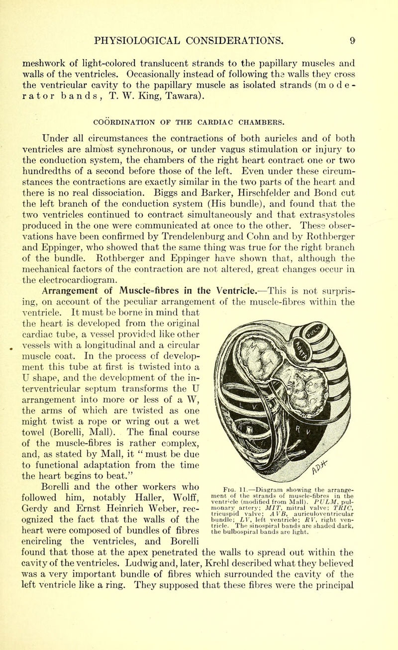 meshwork of light-colored translucent strands to the papillary muscles and walls of the ventricles. Occasionally instead of following the walls they cross the ventricular cavity to the papillary muscle as isolated strands (m o d e - rator bands, T. W. King, Tawara). COORDINATION OF THE CARDIAC CHAMBERS. Under all circumstances the contractions of both auricles and of both ventricles are almost synchronous, or under vagus stimulation or injury to the conduction system, the chambers of the right heart contract one or two hundredths of a second before those of the left. Even under these circum- stances the contractions are exactly similar in the two parts of the heart and there is no real dissociation. Biggs and Barker, Hirschfelder and Bond cut the left branch of the conduction system (His bundle), and found that the two ventricles continued to contract simultaneously and that extrasystoles produced in the one were communicated at once to the other. These obser- vations have been confirmed by Trendelenburg and Cohn and by Rothberger and Eppinger, who showed that the same thing was true for the right branch of the bundle. Rothberger and Eppinger have shown that, although the mechanical factors of the contraction are not altered, great changes occur in the electrocardiogram. Arrangement of Muscle=fibres in the Ventricle.—This is not surpris- ing, on account of the peculiar arrangement of the muscle-fibres within the ventricle. It must be borne in mind that the heart is developed from the original cardiac tube, a vessel provided like other vessels with a longitudinal and a circular muscle coat. In the process of develop- ment this tube at first is twisted into a U shape, and the development of tlie in- terventricular septum transforms the U arrangement into more or less of a W, the arms of which are twisted as one might twist a rope or wring out a wet towel (Borelli, Mall). The final course of the muscle-fibres is rather complex, and, as stated by Mall, it “ must be due to functional adaptation from the time the heart begins to beat.” Borelli and the other workers who followed him, notably Haller, Wolff, Gerdy and Ernst Heinrich Weber, rec- ognized the fact that the walls of the heart were composed of bundles of fibres encircling the ventricles, and Borelli found that those at the apex penetrated the walls to spread out within the cavity of the ventricles. Ludwig and, later, Krehl described what they believed was a very important bundle of fibres which surrounded the cavity of the left ventricle like a ring. They supposed that these filires were the principal Fig. 11.—Diagram showing the arrange- ment of the strands of mu.scle-fibres in the ventricle (modified from Mall). FULM, pul- monary artery; MIT, mitral valve; TRIC, tricuspid valve; AYB, auriculoventrieular bundle; LV, left ventricle; RV, right ven- tricle. The sinospiral bands are shaded dark, the bulbospiral bands are light.