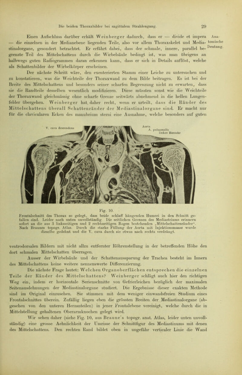 Einen Aufschluss darüber erhält Weinhero-er dadurch, dass er •— divide et impera — die einzelnen in der Medianebene liegenden Teile, also vor allem Thoraxskelet und Media- stinalorgane, gesondert betrachtet. Er erfährt dabei, dass der schmale, innere, parallel be- grenzte Teil des Mittelschattens durch die Wirbelsäule bedingt ist, was man übrigens an halbwegs guten luidiogrammen daran erkennen kann, dass er sich in Details auf löst, welche als Schattenbilder der Wirhelkörper erscheinen. Der nächste Schiitt wäre, den exenterierten Stamm einer Leiche zu untersuchen und zu konstatieren, was die Weichteile der Thoraxwand zu dem Bilde beitragen. Es ist bei der Breite des Mittelschattens und besonders seiner scharfen Begrenzung nicht zu erwarten, dass sie die Bandteile desselben Avesentlich modifizieren. Diese müssten sonst wie die Weichteile der Thoraxwaiid gleichmässig ohne scharfe Grenze seitAväi-ts abnehmend in die hellen Lungen- felder übergehen. Weinherger hat. daher recht, Avenn er urteilt, dass die Bänder des Mittelschattens überall Schattenränder der Mediastinalorgane sind. Er macht nur für die clavicularen Ecken des manuhrium sterni eine Ausnahme, Avelche besonders auf guten Fig. 10. Frontalschnitt des Thorax so gelegt, dass beide schlaff hängenden Humeri in den Schnitt ge- fallen sind. Leider nach unten unvollständig Die seitlichen Grenzen des Mediastriums erinnern .sofort an die aus 8 linksseitigen und 2 rechtsseitigen Bogen bestehenden „Mittelschattenränder“. Nach Braunes topogr. Atlas. Durch die starke Füllung der Aorta mit Injektionsmasse wurde dieselbe gedehnt und die V. cava durch sie etwas nach rechts verdrängt. veutrodorsalen Bildern mit nicht allzu entfernter Bölmenstellung in der betreffenden Höhe den dort schmalen Mittelschatten überragen. Ausser der Wirbelsäule und der Schattenaussparung der Trachea besteht im Innern des Mittelschattens keine Aveitere nennensAverte Differenzierung. Die nächste Frage lautet: Welchen Organoberflächen entsprechen die einzelnen Teile der Bänder des MittelschattensV Weinberger schlägt auch hier den richtigen W e<r ein, indem er horizontale Serienschnitte von Gefrierleichen bezüglich der maximalen Seitenausdehnungen der Mediastinalorgane studiert. Die Ergebnisse dieser exakten Methode sind im Original einzusehen. Sie stimmen mit dem Aveniger einwandsfreien Studium eines Frontalschnittes überein. Zufällig liegen eben die grössten Breiten der Mediastinalorgane (ab- gesehen von den unteren Herzanteilen) in jener P'rontalebene vereinigt, Avelche durch die in Mittelstellung gehaltenen Oberaianknochen gelegt Avird. A\br sehen daher (siehe Fig. 10, aus Braune’s topogr. anat. Atlas, leider unten unvoll- ständig) eine grosse Aehnlichkeit der Umrisse der Schnittfigur des Mediastinums mit denen des Mittelschattens. Den rechten Band bildet oben in ungefähr veiTicaler Linie die Wand Ana- tomische Deutung.