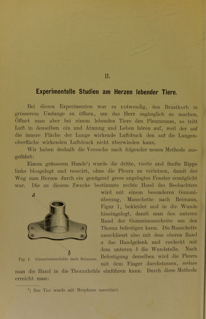 Experimentelle Studien am Herzen lebender Tiere. Bei diesen Experimenten war es notwendig, den Brustkorb in grösserem Umfange zu öffnen, um das Herz zugänglich zu machen. Öffnet man aber bei einem lebenden Tiere den Pleuraraum, so tritt Luft in denselben ein und Atmung und Leben hören auf, weil der auf die innere Fläche der Lunge wirkende Luftdruck den auf die Lungen- oberfläche wirkenden Luftdruck nicht überwinden kann. Wir haben deshalb die Versuche nach folgender neuen Methode aus- geführt: Einem grösseren Hunde1) wurde die dritte, vierte und fünfte Rippe links biosgelegt und resecirt, ohne die Pleura zu verletzen, damit der Weg zum Herzen durch ein genügend gross angelegtes Fenster ermöglicht war. Die zu diesem Zwecke bestimmte rechte Hand des Beobachters wird mit einem besonderen Gummi- überzug, Manschette nach Reimann, Figur 1, bekleidet und in die Wunde hineingelegt, damit man den unteren Rand der Gummimanschette um den Thorax befestigen kann. Die Manschette umschliesst also mit dem oberen Rand a das Handgelenk und verdeckt mit dem unteren b die Wundstelle. Nach Befestigung derselben wird die Pleura mit dem Finger durchsto.ssen, sodass man die Hand in die Thoraxhöhle einführen kann. Durch diese Methode erreicht man: ä h Fig. 1. Gummimanschette nach Reimann. x) Das Tier wurde mit Morphium narcotisirt.
