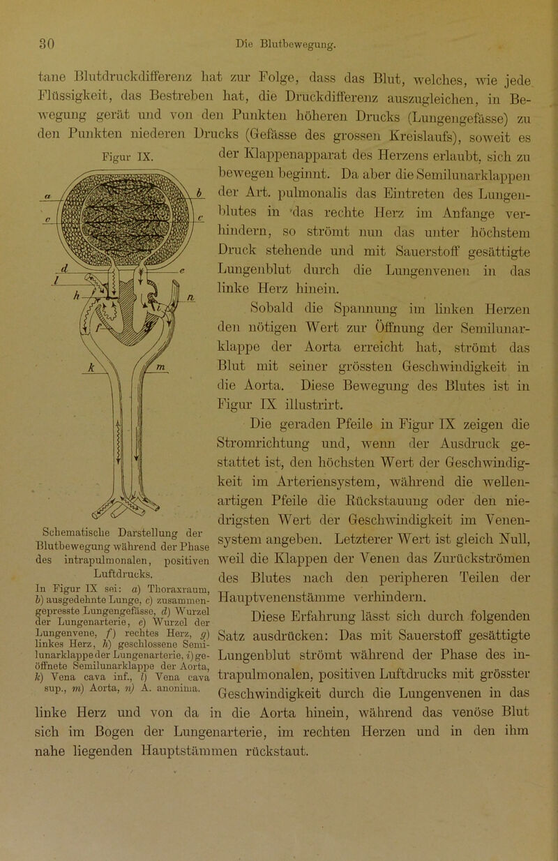 Figur IX. tane Blutdruckdifferenz liat zur Folge, dass das Blut, welches, wie jede Flüssigkeit, das Bestreben hat, die Druckdifferenz auszugleichen, in Be- wegung gerät und von den Punkten höheren Drucks (Lungen gefässe) zu den Punkten niederen Drucks (Gefässe des grossen Kreislaufs), soweit es der Klappenapparat des Herzens erlaubt, sich zu bewegen beginnt. Da aber die Semilunarklappen der Art. pulmonalis das Eintreten des Lungen- blutes in 'das rechte Herz im Anfänge ver- hindern, so strömt nun das unter höchstem Druck stehende und mit Sauerstoff gesättigte Lungenblut durch die Lungenvenen in das linke Herz hinein. Sobald die Spannung im linken Herzen den nötigen Wert zur Öffnung der Semilunar- klappe der Aorta erreicht hat, strömt das Blut mit seiner grössten Geschwindigkeit in die Aorta. Diese Bewegung des Blutes ist in Figur IX iliustrirt. Die geraden Pfeile in Figur IX zeigen die Stromrichtung und, wenn der Ausdruck ge- stattet ist, den höchsten Wert der Geschwindig- keit im Arteriensystem, während die wellen- artigen Pfeile die Rückstauung oder den nie- drigsten Wert der Geschwindigkeit im Venen- system angeben. Letzterer Wert ist gleich Hüll, Diese Erfahrung lässt sich durch folgenden Schematische Darstellung der Blutbewegung während der Phase des intrapulmonalen, positiven weil die Klappen der Venen das Zurückströmen Luftdrucks. des Blutes nach den peripheren Teilen der In Figur IX sei: a) Thoraxraum, TT , . , . b) ausgedehnte Lunge, c) zusammen- Hauptvenenstamme verhindern, gepresste Lungengefässe, d) Wurzel der Lungenarterie, e) Wurzel der Lungenvene, f) rechtes Herz, g) gatz ausdrücken: Das mit Sauerstoff gesättigte linkes Herz, h) geschlossene Senn- ; lunarklappe der Lungenarterie, i)ge- Lungenblut strömt während der Phase des in- öffnete Semilunarklappe der Aorta, , . . .,. T . .... k) Yena cava inf., i) Vena cava trapulmonalen, positiven Luttdrucks mit grösster sup., rn) Aorta, n) A. anomma. Geschwindigkeit durch die Lungenvenen in das linke Herz und von da in die Aorta hinein, während das venöse Blut sich im Bogen der Lungenarterie, im rechten Herzen und in den ihm nahe liegenden Hauptstämmen rückstaut.