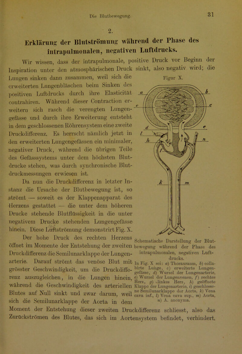 Figur X. Erklärung der Blutströmung während der Phase des intrapulmonalen, negativen Luftdrucks. Wir wissen, dass der intrapulmonale, positive Druck vor Beginn der Inspiration unter den atmosphärischen Druck sinkt, also negativ wird, die Lungen sinken dann zusammen, weil sich die erweiterten Lungenbläschen beim Sinken des positiven Luftdrucks durch ihre Elasticität contrahiren. Während dieser Contraction er- weitern sich rasch die verengten Lungen- gefässe und durch ihre Erweiterung entsteht in dem geschlossenen Röhrensystem eine zweite Druckdifferenz. Es herrscht nämlich jetzt in den erweiterten Lungengefässen ein minimaler, negativer Druck, während die übrigen Teile des Gefässsystems unter dem höchsten Blut- drucke stehen, was durch synchronische Blut- druckmessungen erwiesen ist. Da nun die Druckdifferenz in letzter In- stanz die Ursache der Blutbewegung ist, so strömt — soweit es der Klappenapparat des Herzens gestattet — die unter dem höheren Drucke stehende Blutflüssigkeit in die unter negativem Drucke stehenden Lungengefässe hinein. Diese Luftströmung demonstrirt Fig. X. Der hohe Druck des rechten Herzens 0 ~ Schematische Darstellung der Blut- öffliet im Momente der Entstehung der zweiten bewegung während der Phase des Druckdifferenz die Semilunarklappe der Lungen- intrapulmonalen, negativen Luft- drucks artene. Darauf strömt das venöse Blut mit i„ Fig. x sei: a) Thoraxraum, b) colla- grösster Geschwindigkeit, um die Druckdiffe- bll£e c) erweiterte Lungen- ° ’ gefasse, d) Wurzel der Lungenarterie, renz auszugleichen, in die Lungen hinein e) Wurzel der Lungenvenen, f) rechtes ..1 TT n , . T , .. , , . „ ? Herz, g) .linkes Herz, li) geöffnete wahrend die (Geschwindigkeit des arteriellen Klappe der Lungenarterie, i) goschiosse- Blutes auf Null sinkt und zwar darum, weil sich die Semilunarklappe der Aorta in dem “) A- anon.vma- Moment der Entstehung dieser zweiten Druckdifferenz schliesst, also das Zurückströmen des Blutes, das sich im Aortensystem befindet, verhindert.