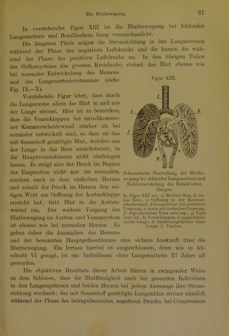 Figur XIII. In vorstehender Figur XIII ist die Blutbewegung bei fehlender Lungenarterie und Botallischem Gang veranschaulicht. °Die längeren Pfeile zeigen die Stromrichtung in den Lungenvenen während der Phase des negativen Luftdrucks und die kurzen die wäh- rend der Phase des positiven Luftdrucks an. In den übiigen Teilen des Gefässsystems (im grossen Kreisläufe) strömt das Blut ebenso wie bei normaler Entwickelung des Herzens und des Lungenarterienstammes (siehe Fig. IX—X). Vorstehende Figur lehrt, dass durch die Lungenvene allein das Blut in und aus der Lunge strömt. Hier ist zu bemerken, dass die Venenklappen bei unvollkomme- ner Kammerscheidewand stärker als bei normaler entwickelt sind, so dass sie das mit Sauerstoff gesättigte Blut, welches aus der Lunge in das Herz zurückströmt, in die Hauptvenenstämme nicht eindringen lassen. Es steigt also der Druck im Beginn der Exspiration nicht nur im normalen, Schematische Darstellung der Blutbe- SOlldern auch in dem einfachen Herzen wegung bei fehlender Lungenarterie und , i i * tt i •• Nichtentwickelung des Botalli’schen und sobald der Druck im Herzen den no- Gauoes. tigen Wert zur Oeffnung der Aortenklappe Jn Figur XÜI sei: a) Rechtes Herz, b) lin- eil eicht hat, tritt Blut in die Aoiteil- scheidewand, dy Lungenvene mit centralem Wurzel ein. Der weitere Vorgang der Ursprung, e) Aorta mit centralem Ursprung, ° ° f) abgeschnittene Vena cava sup., g) Vena Blutbewegung illl Aorten- und Venensystem cava inf., h) Venenklappen, i) ausgedehnte . . rechte Lunge, Je) zusammengefallene linke ist ebenso wie bei normalen Herzen. Es Lunge, i) Trachea. geben daher die Anomalien des Herzens und der benannten Hauptgefässstämme eine sichere Auskunft über die Blutbewegung. Ein Irrtum hierbei ist ausgeschlossen, denn wie in Ab- schnitt VI gesagt, ist ein Individuum ohne Lungenarterie 21 Jahre alt geworden. Die objektiven Resultate dieser Arbeit führen in zwingender Weise zu dem Schlüsse, dass die Blutflüssigkeit auch bei gesunden Individuen in den Lungengefässen und beiden Herzen bei jedem Atemzuge ihre Strom- richtung wechselt; das mit Sauerstoff gesättigte Lungenblut strömt nämlich während der Phase des intrapulmonalen, negativen Drucks, bei Compression