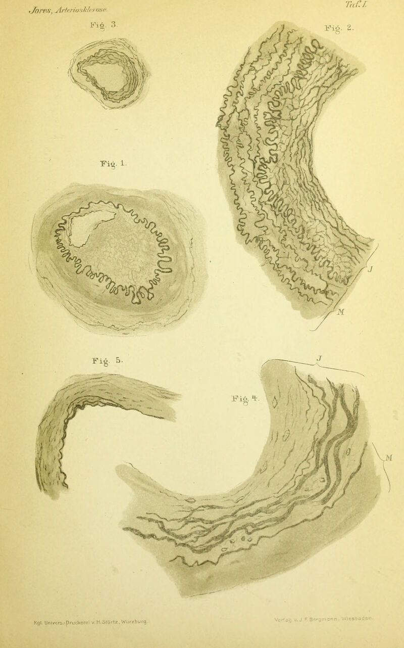 Tarn <Jo/T-S\ Arlcn'üH/c/ri vae. bHö. 3 Fi^. i. Vcp'ag v.J F S'.'smjnn, WItssiJsii.